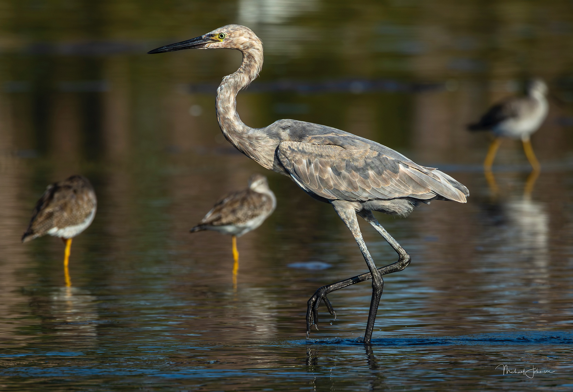 Reddish Egret