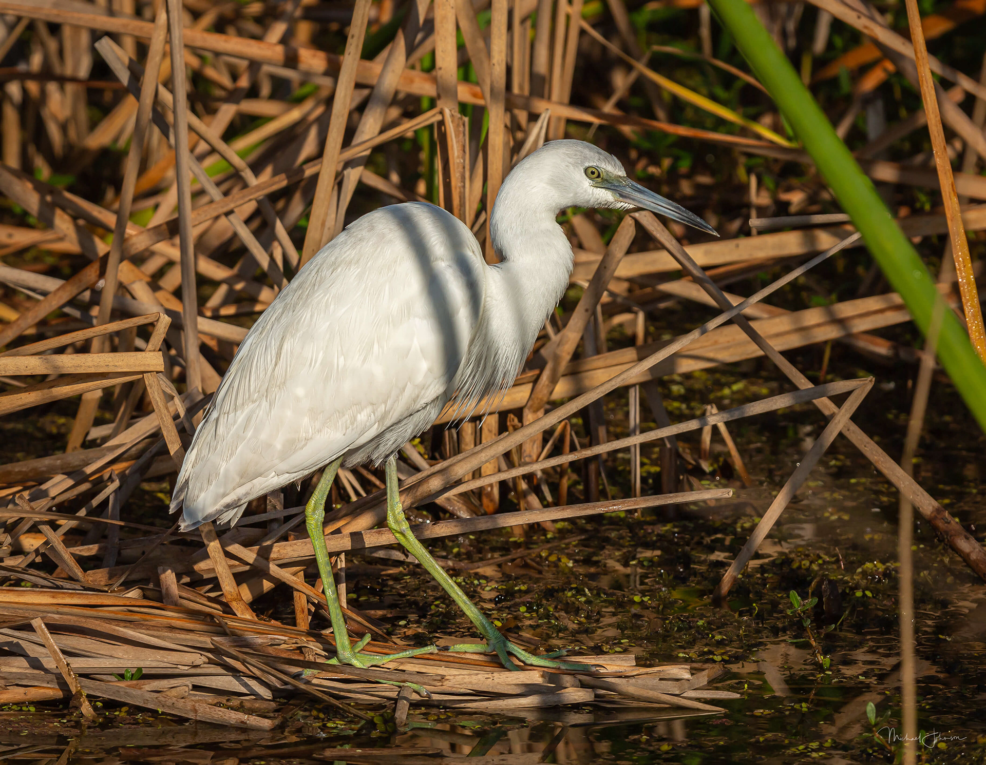Little Blue Heron