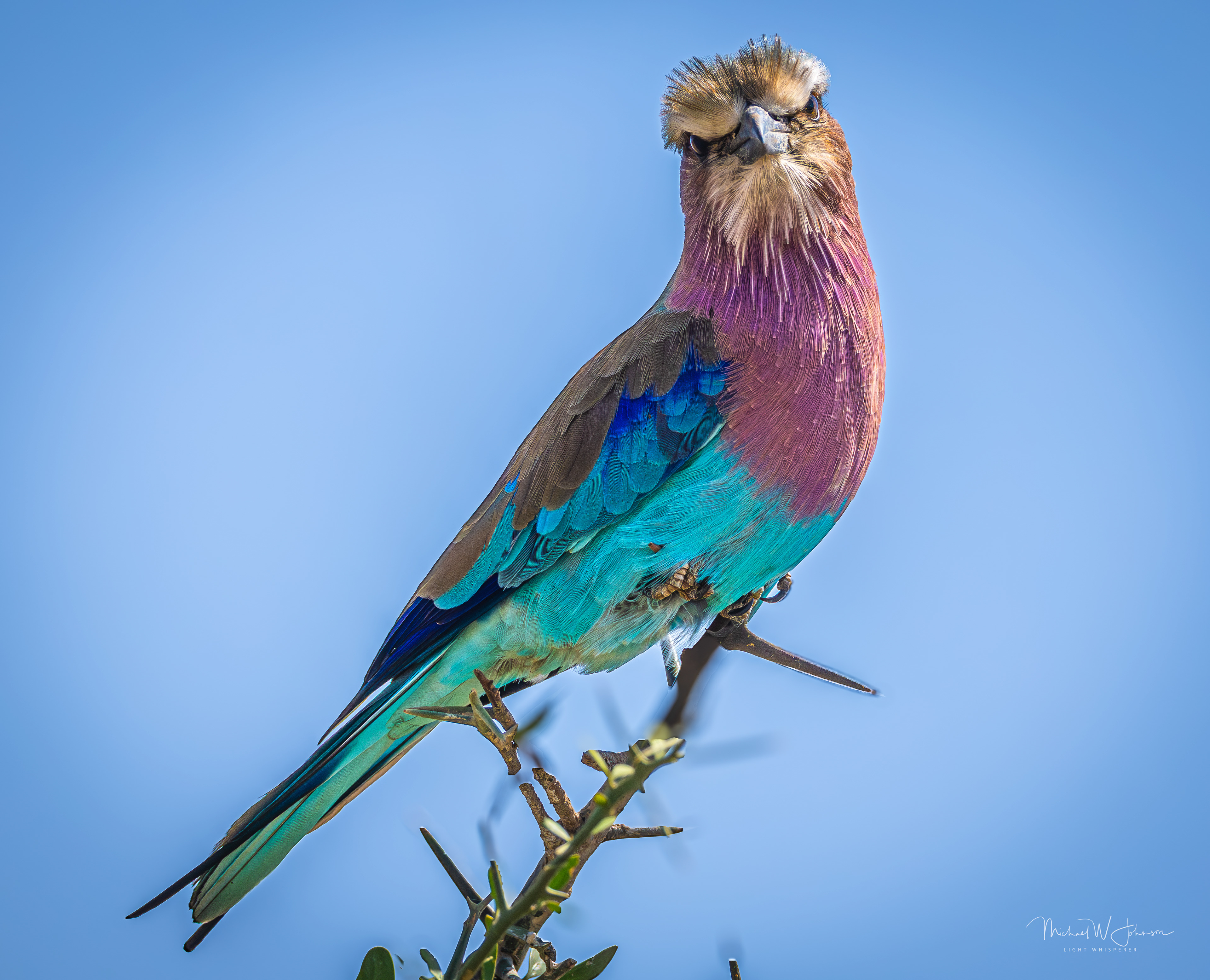 Lilac-breasted Roller