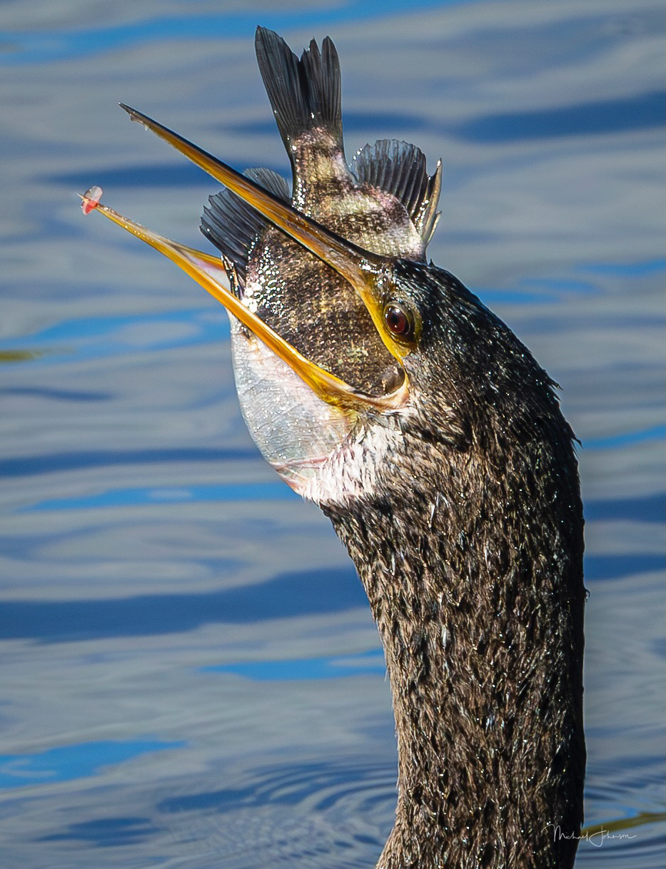 Anhinga