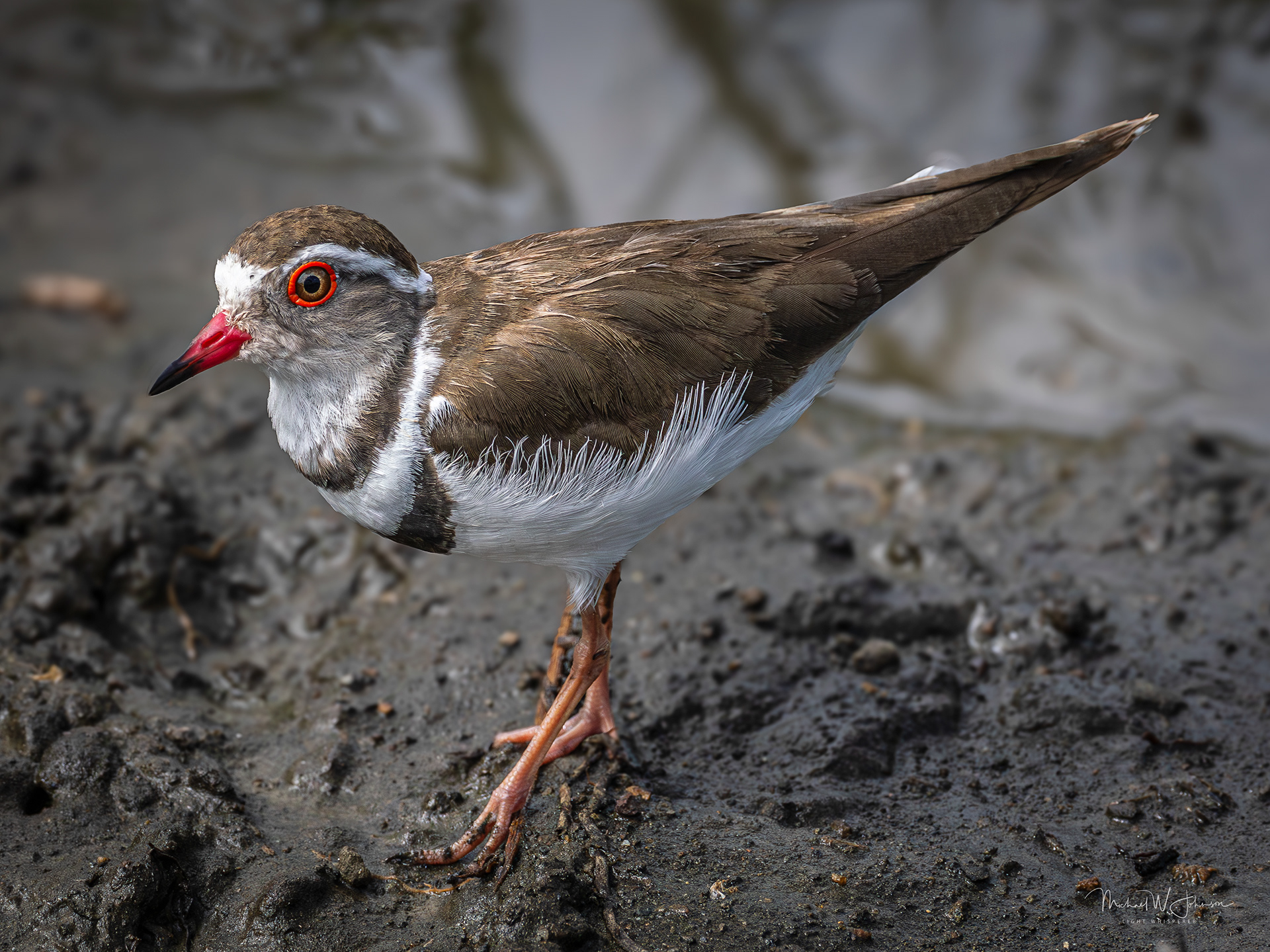 Three-banded Plover