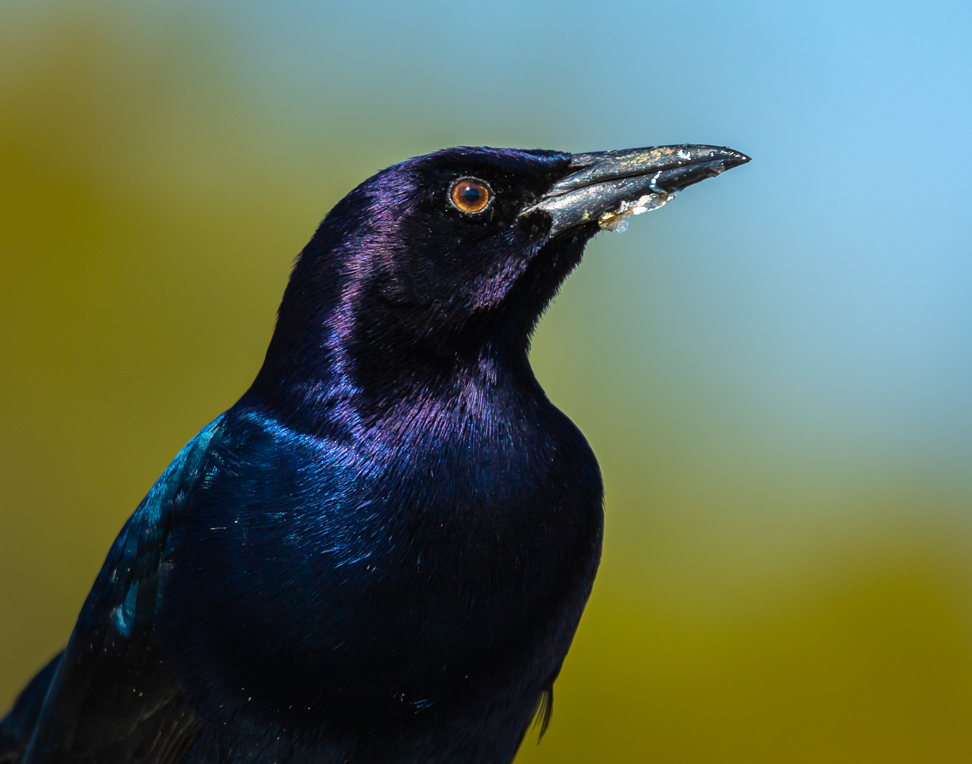 Boat-tailed Grackle