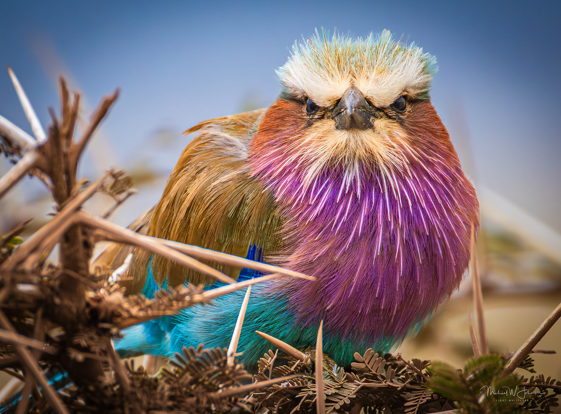 Lilac-breasted Roller