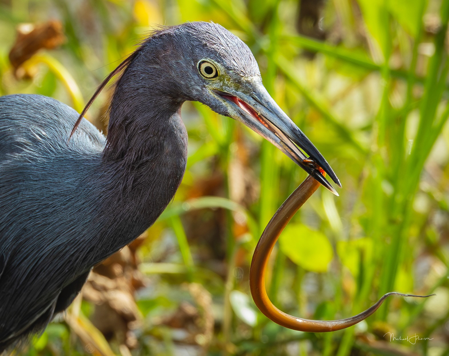 Little Blue Heron