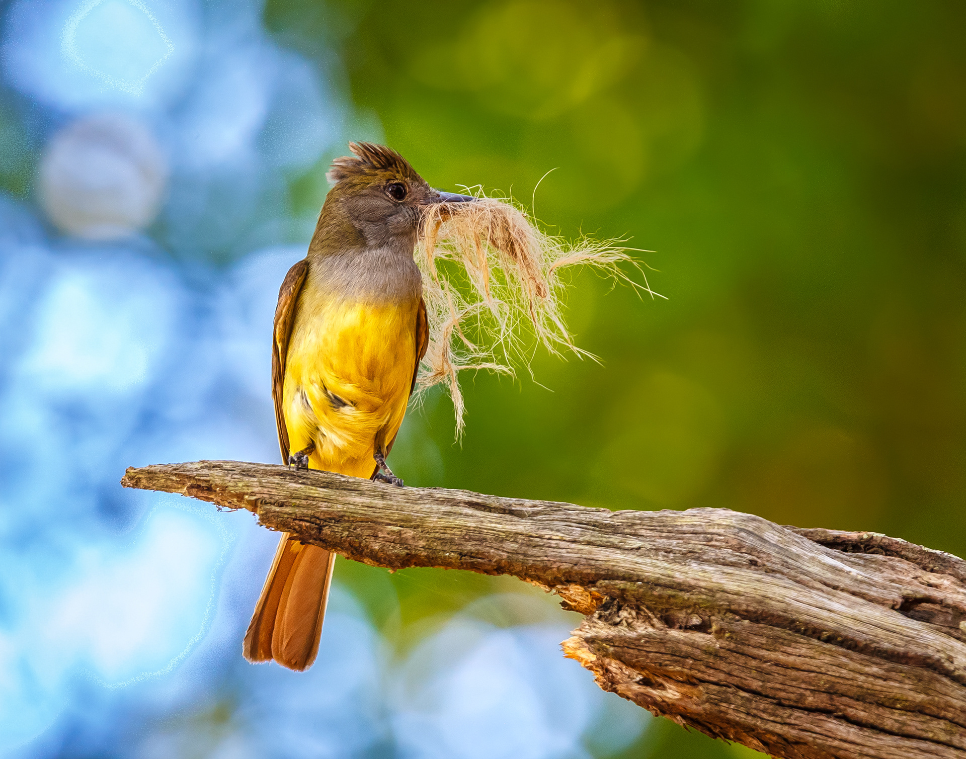 Great Crested Flycatcher