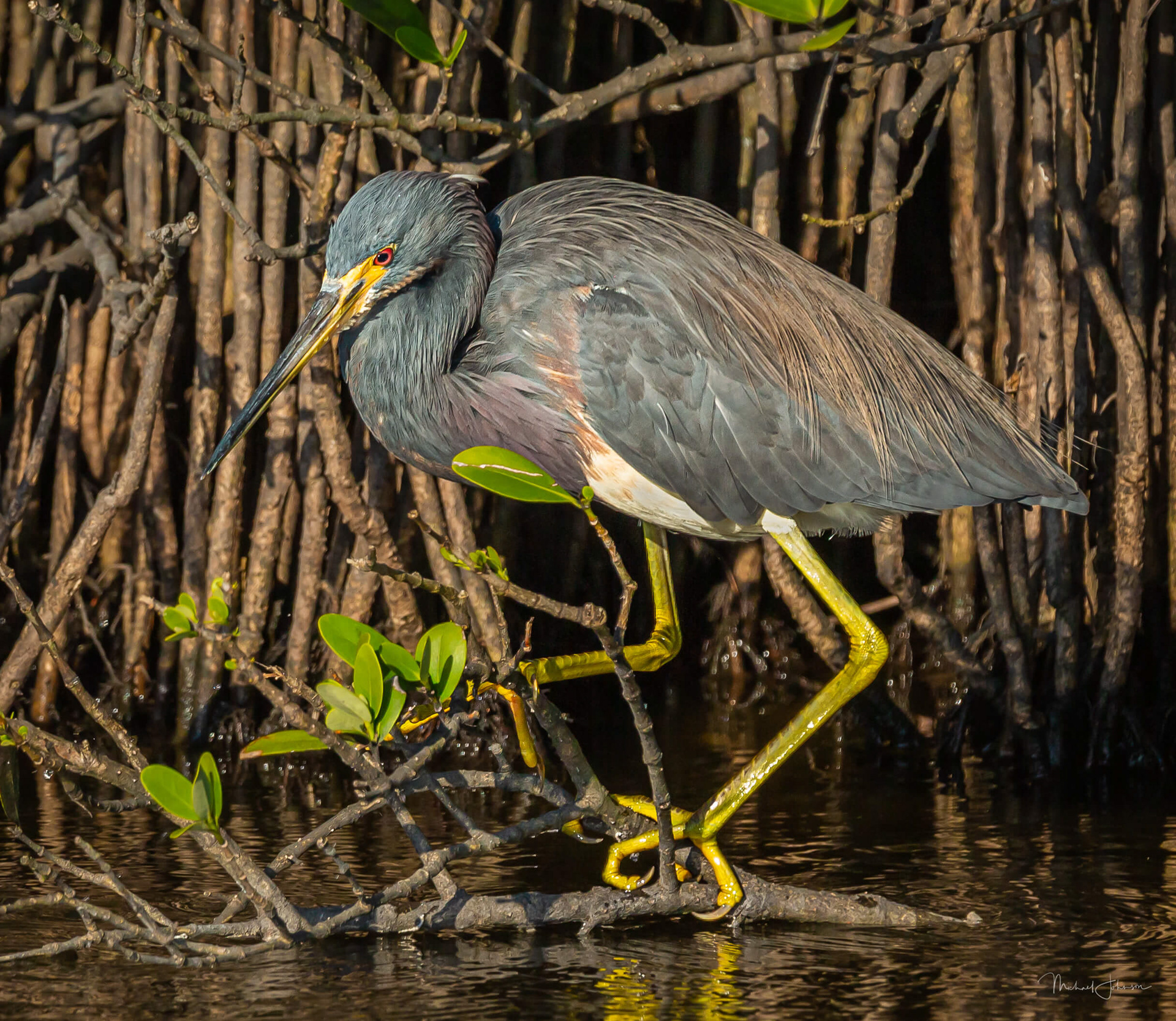 Tricolored Heron