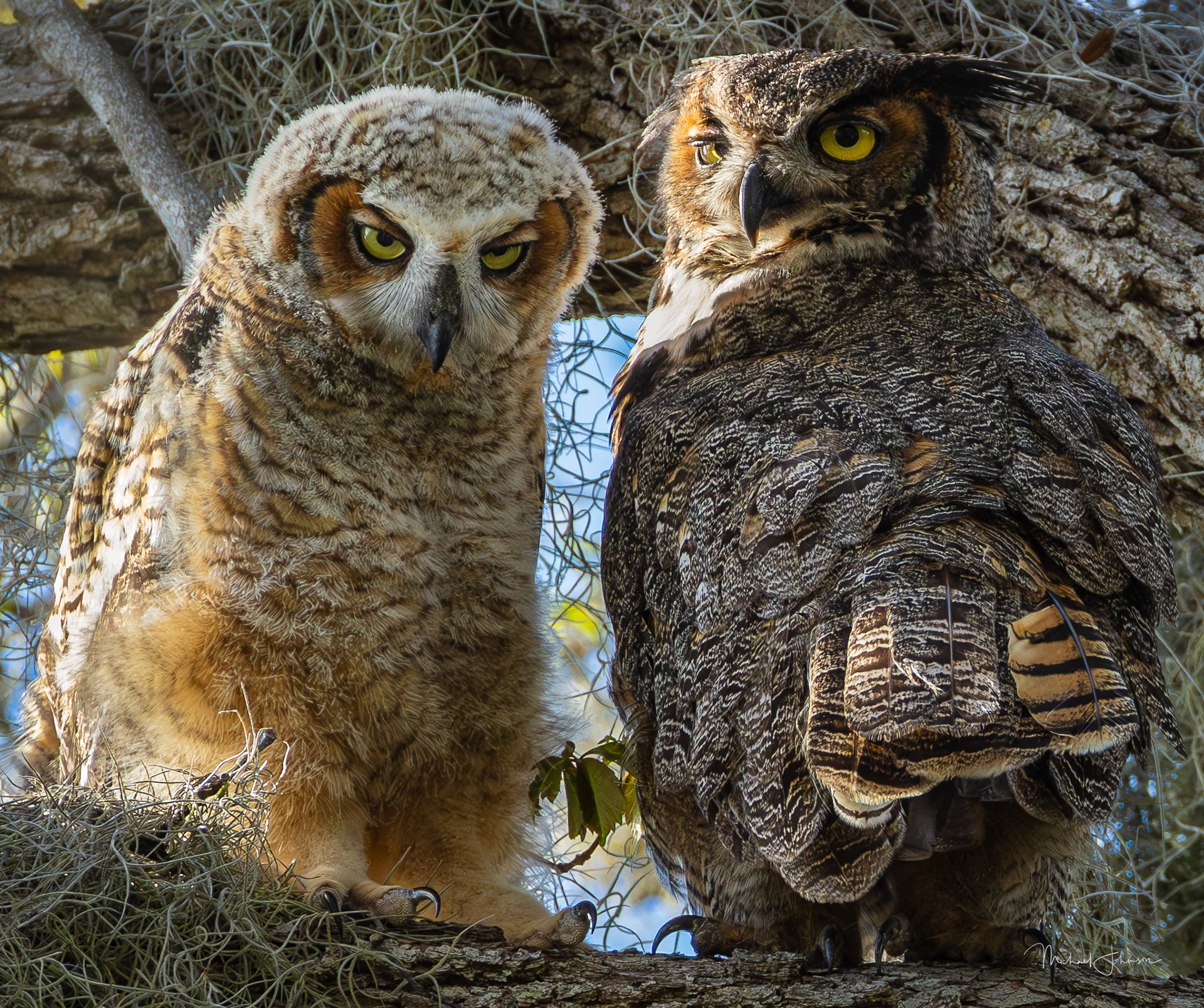 Great Horned Owl