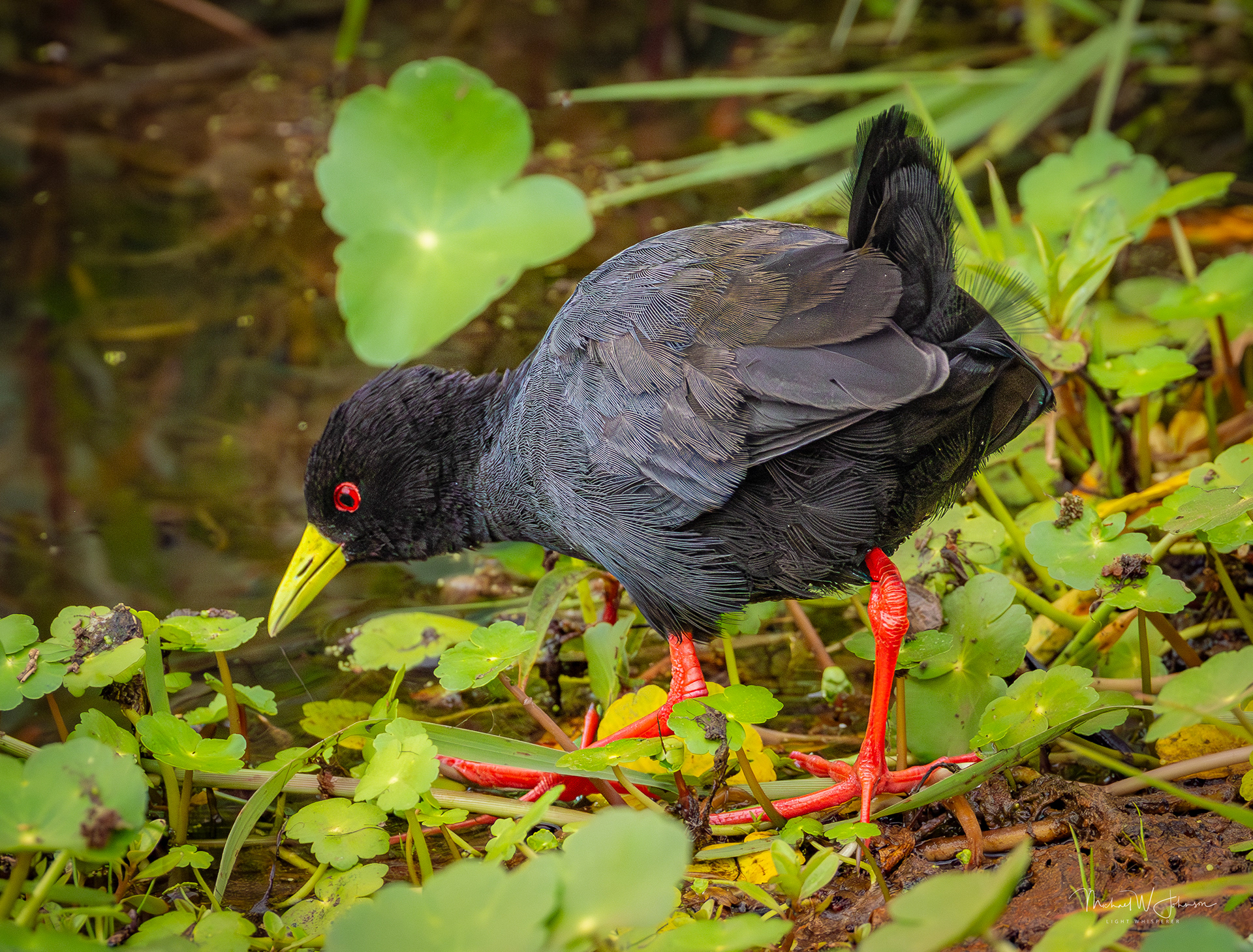 Black Crake