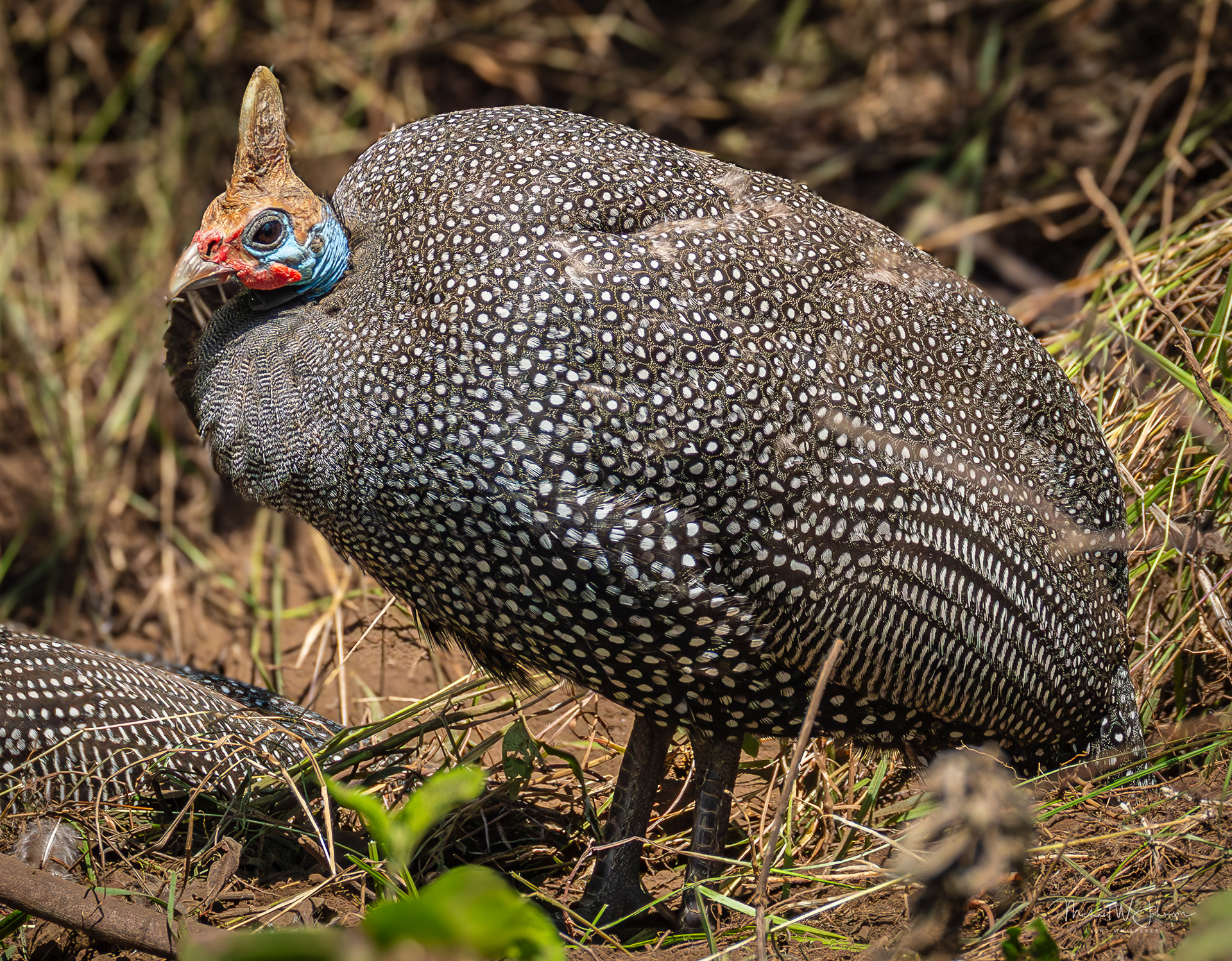 Helmeted Guineafowl