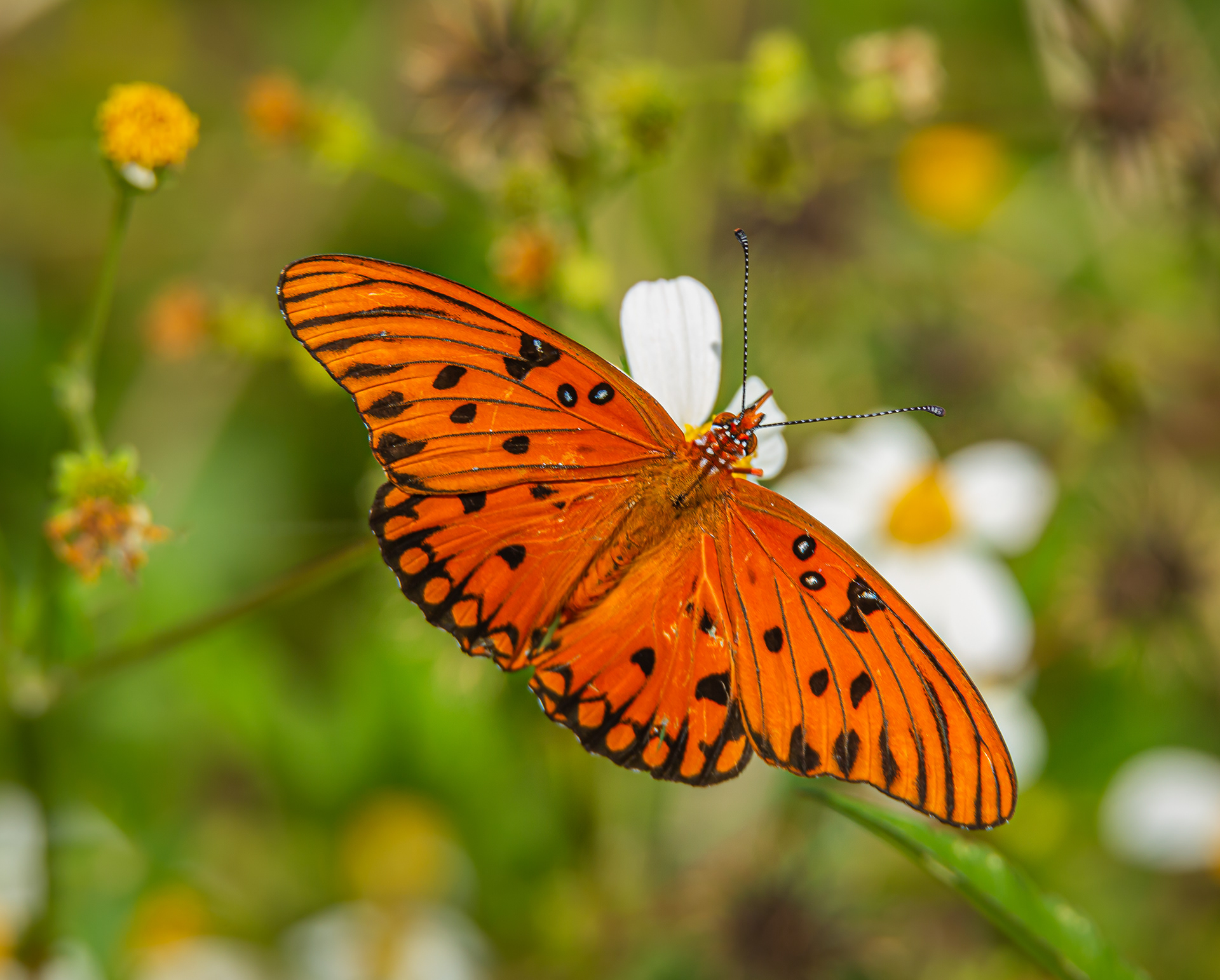Gulf Fritillary
