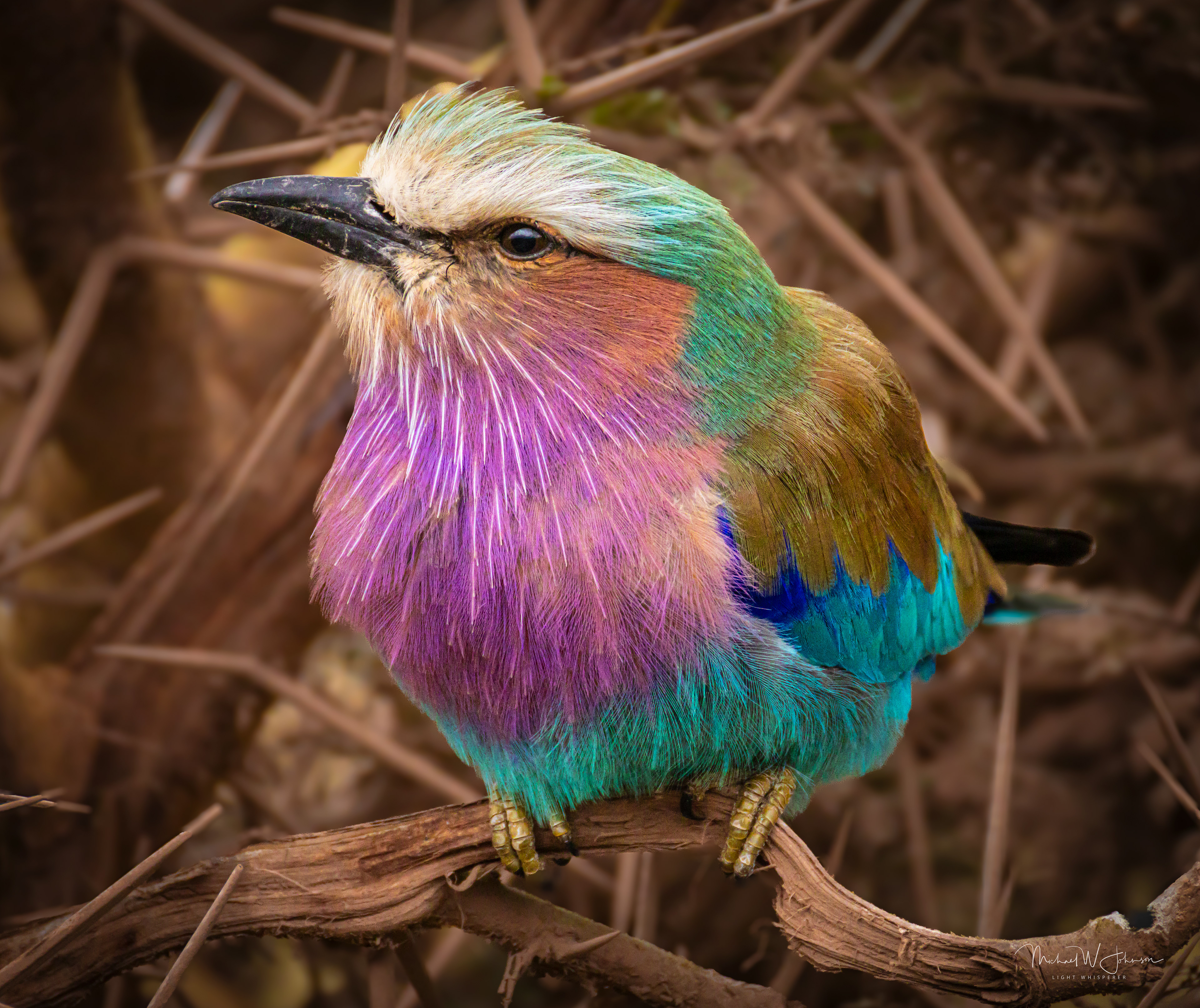 Lilac-breasted Roller