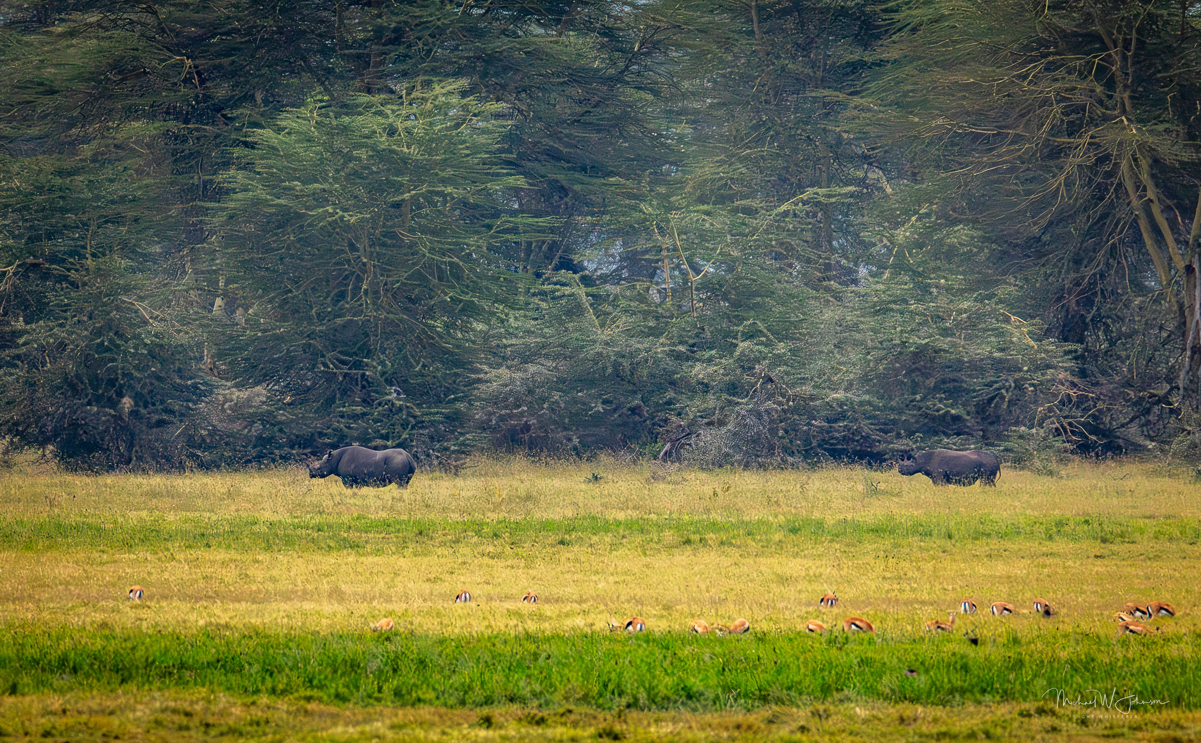 Black Rhinos
