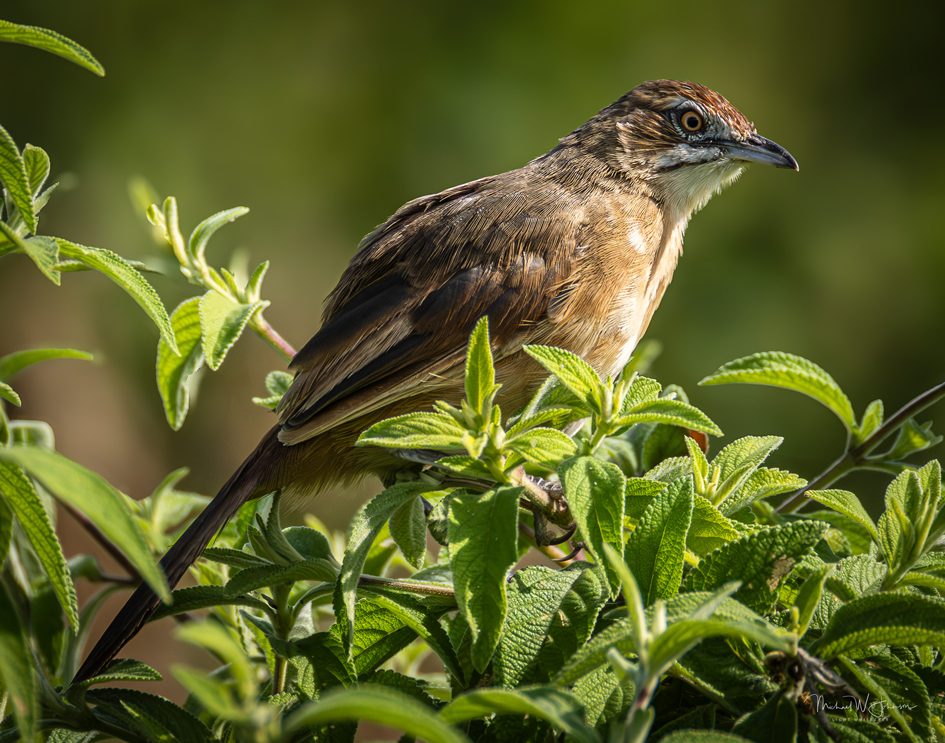 Moustached Grass Warbler