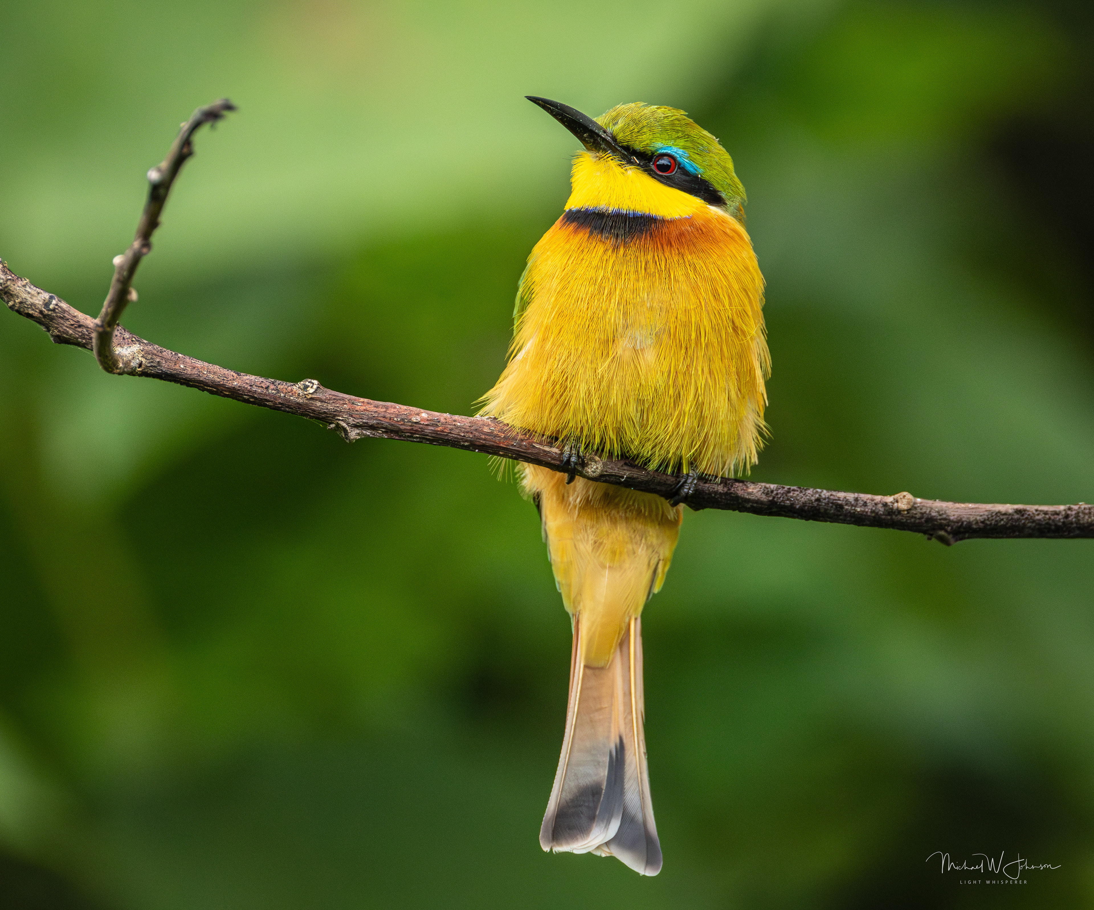 Little Bee-eater