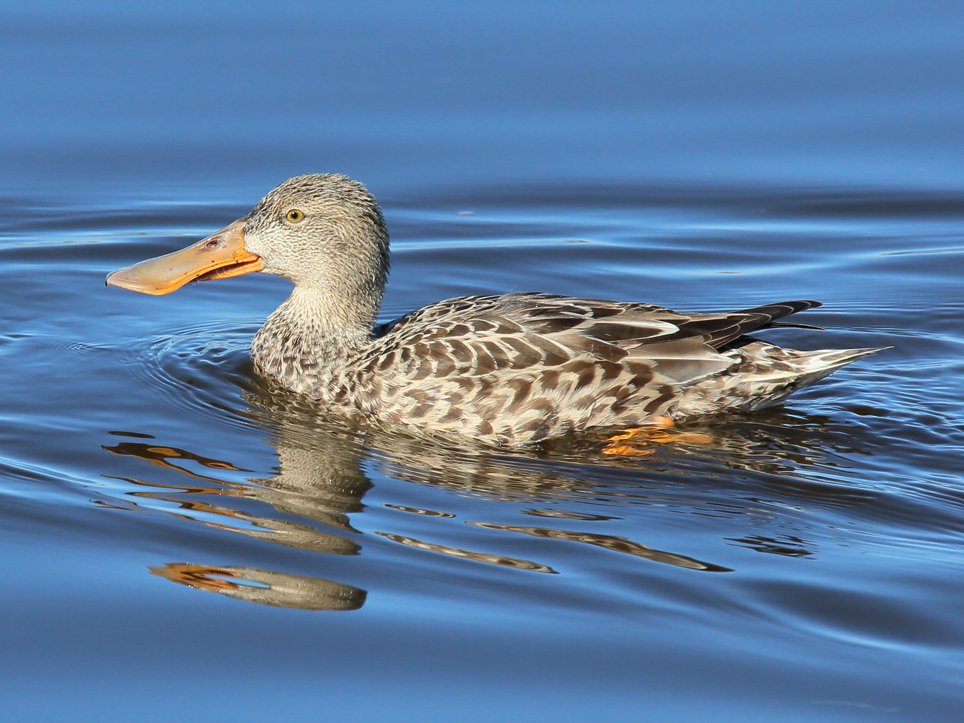 Northern Shoveler