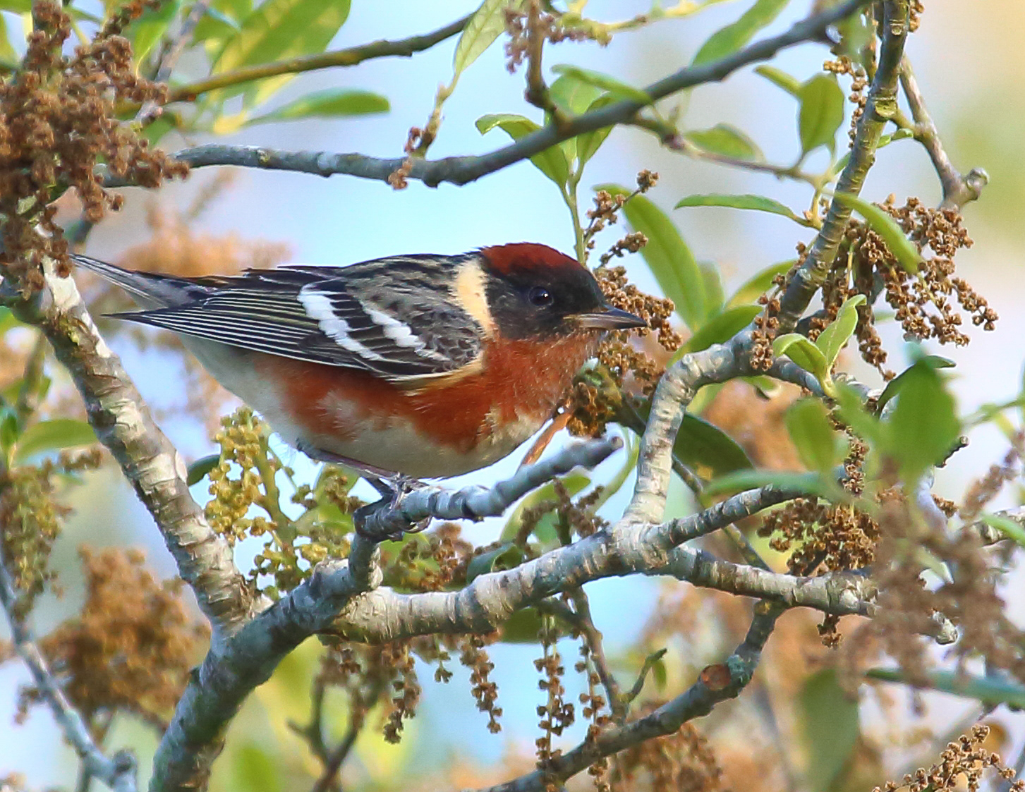 Bay-breasted Warbler