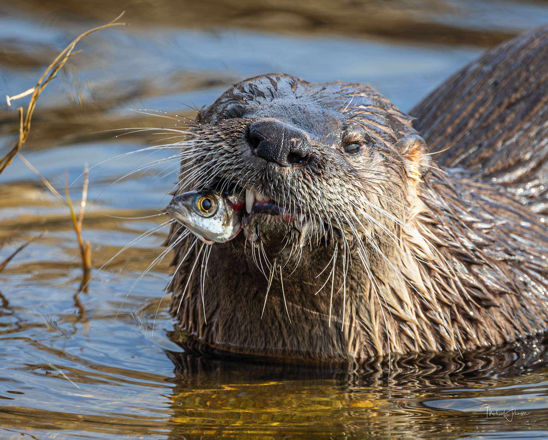 River Otter