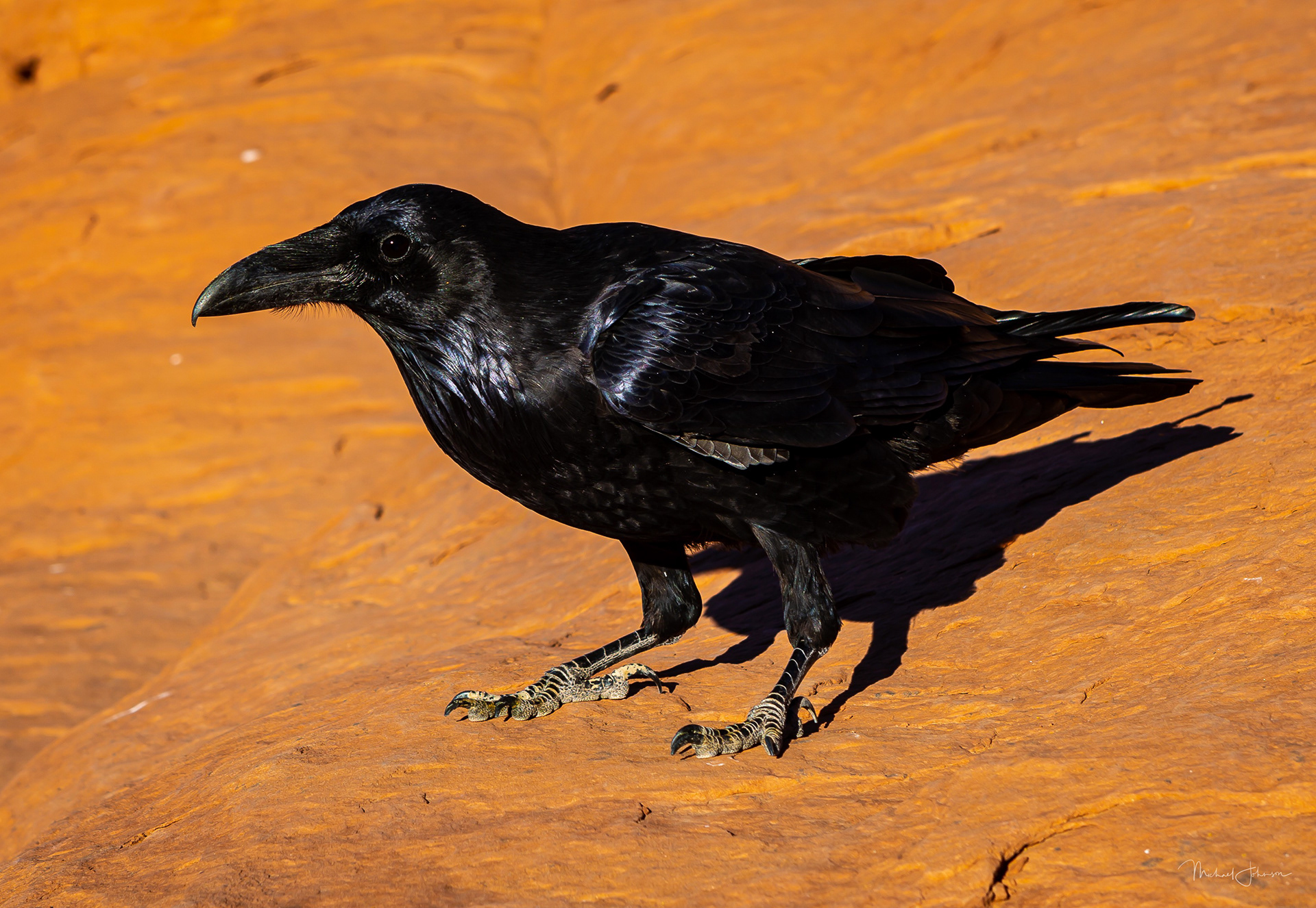 Arches National Park - Delicate Arch - Raven