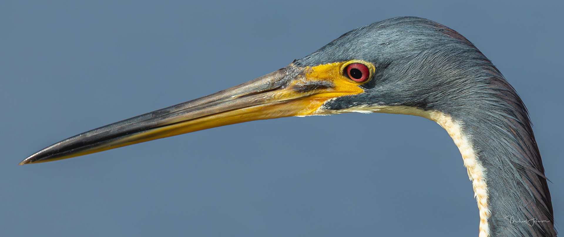 Tricolored Heron