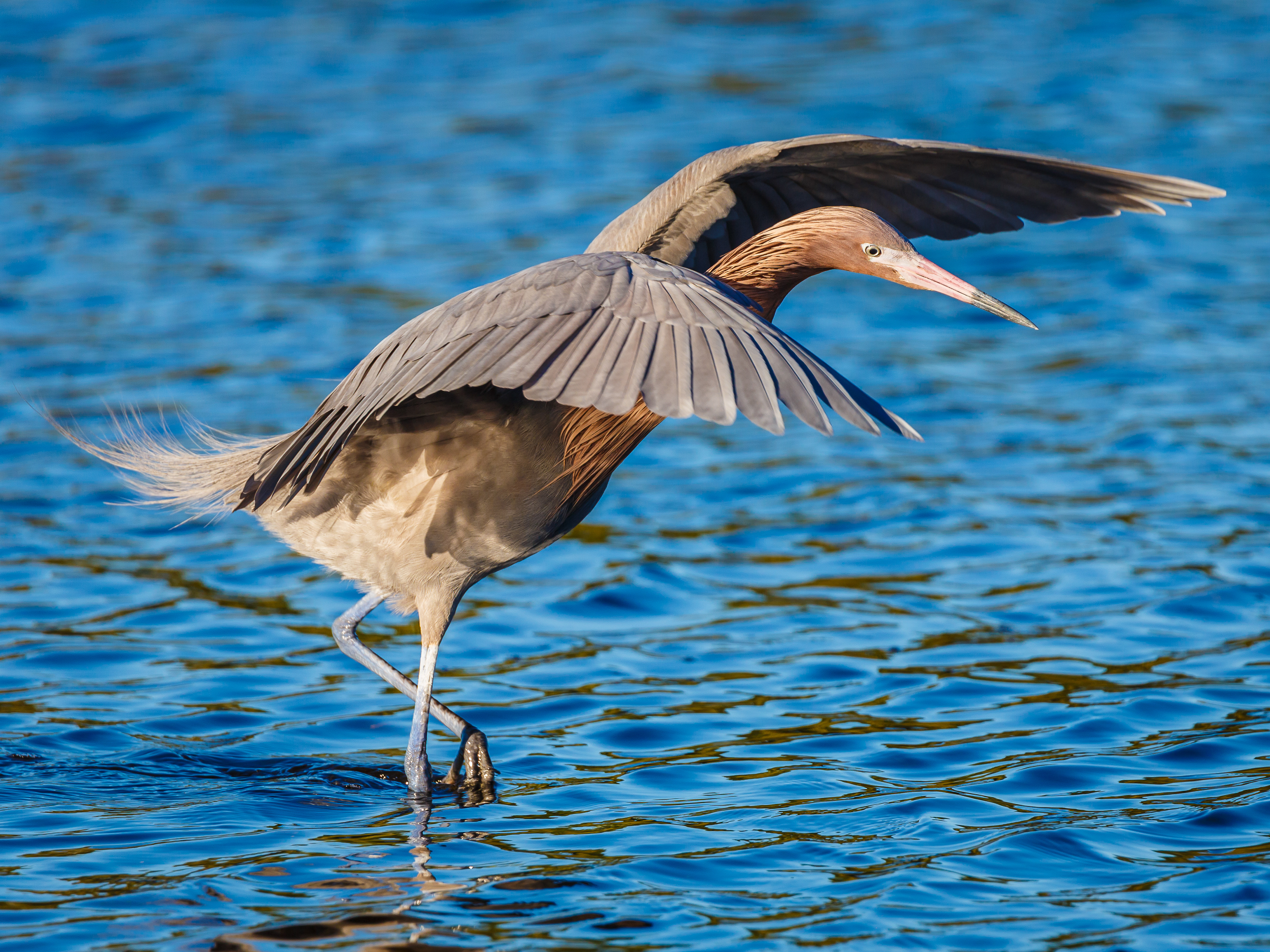Reddish Egret