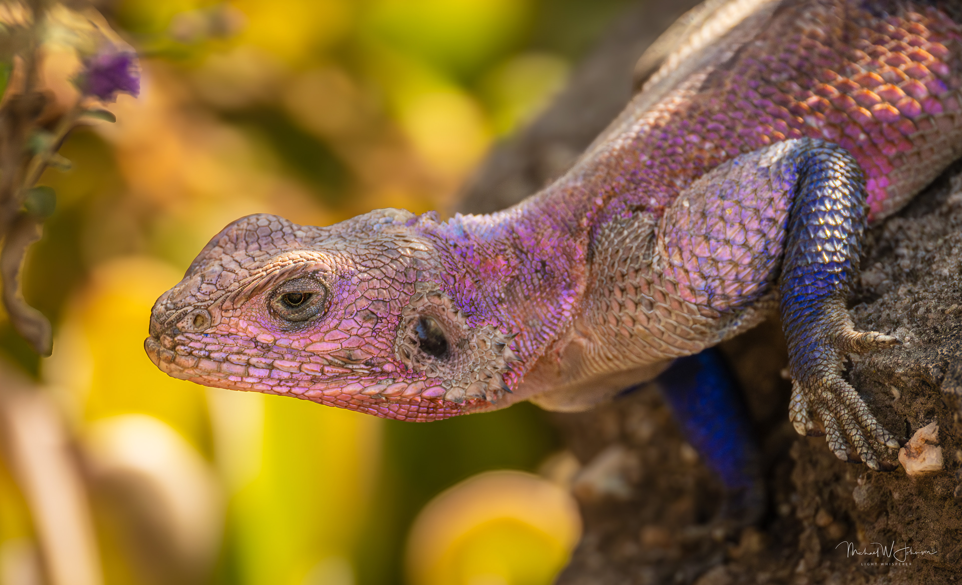 Mwanza Flat-headed Rock Agama