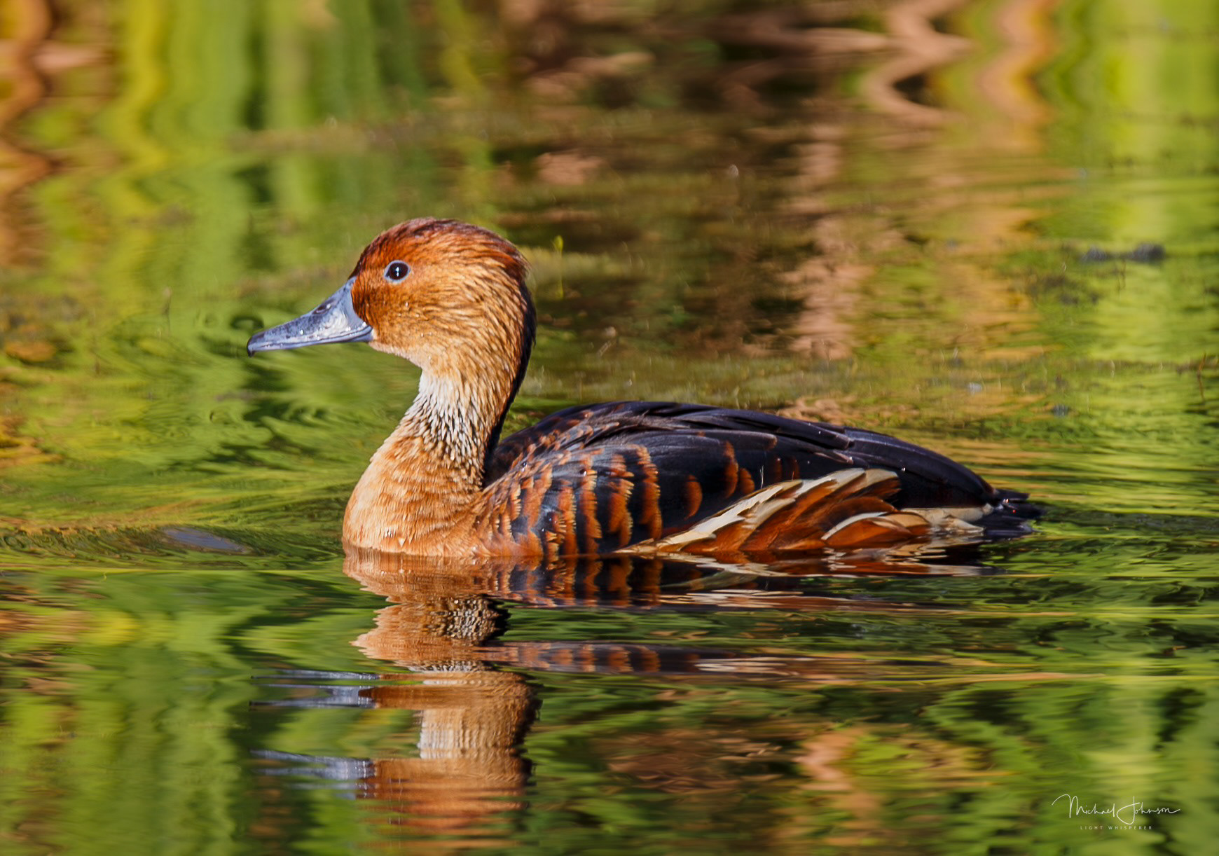 Fulvous-Whistling Duck