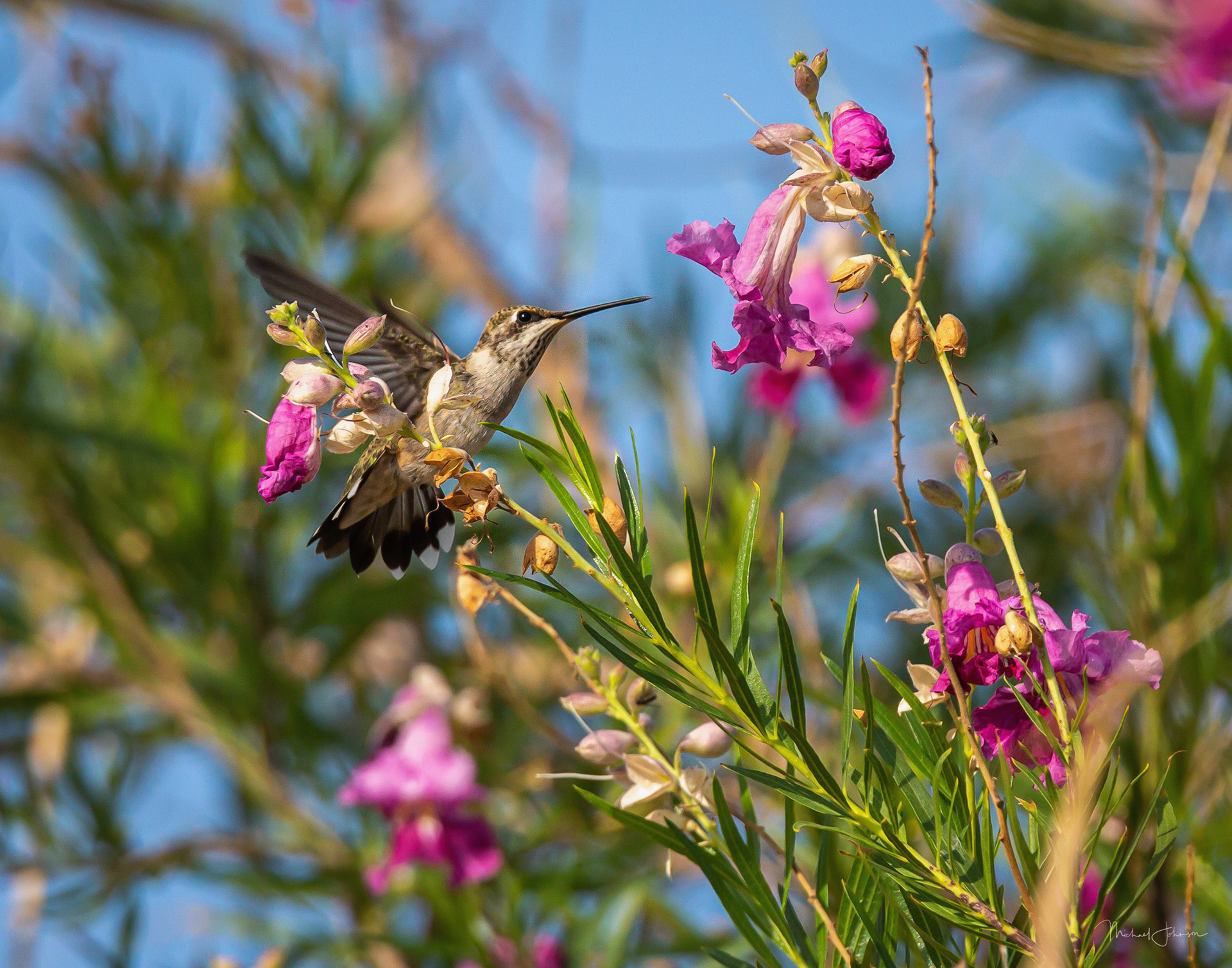 Hummingbird