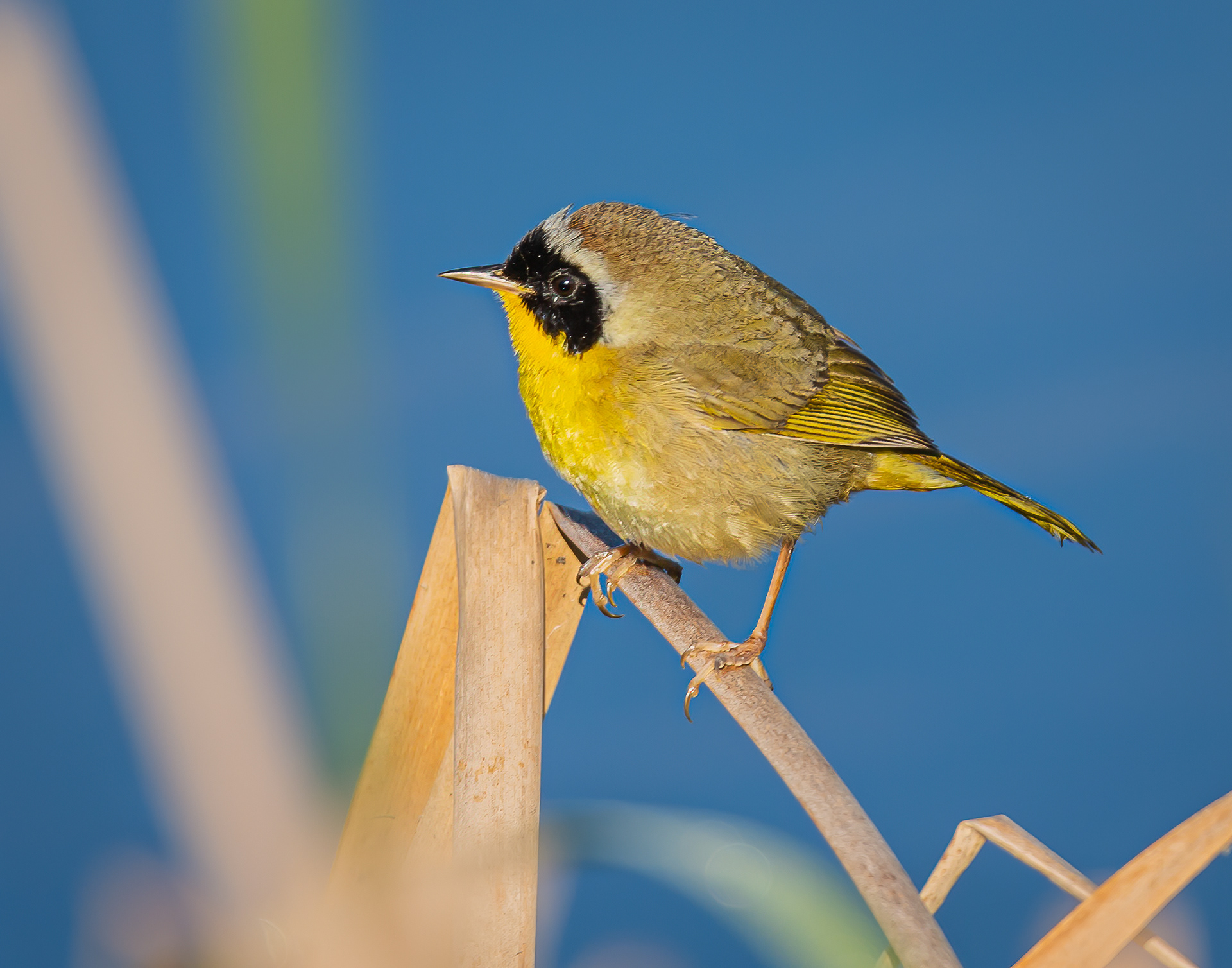 Common Yellowthroat