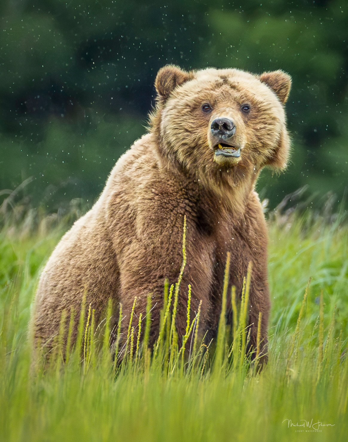 Brown Bear - Rip