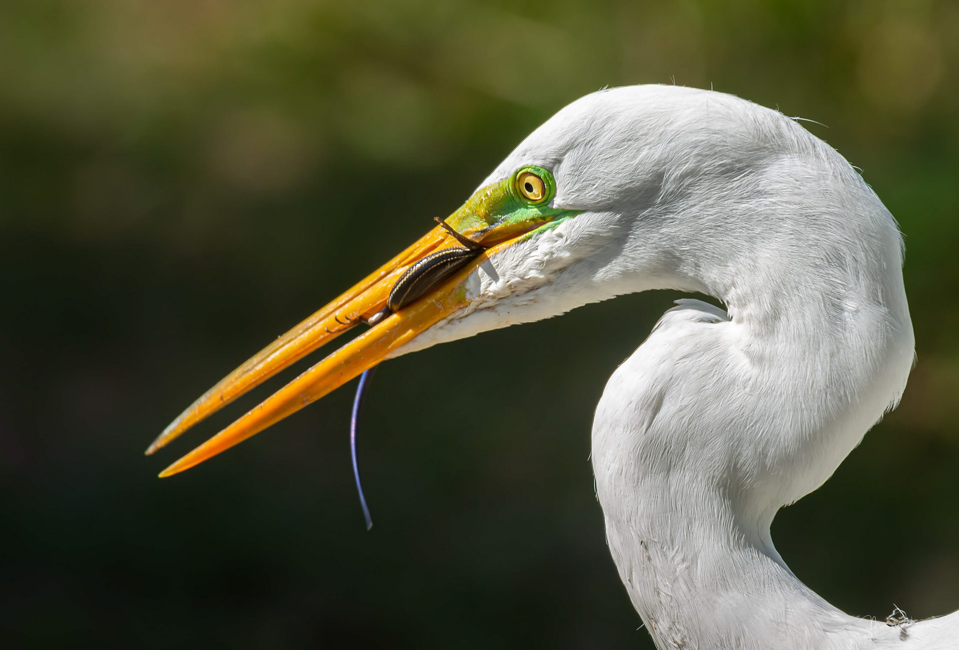 Great Egret
