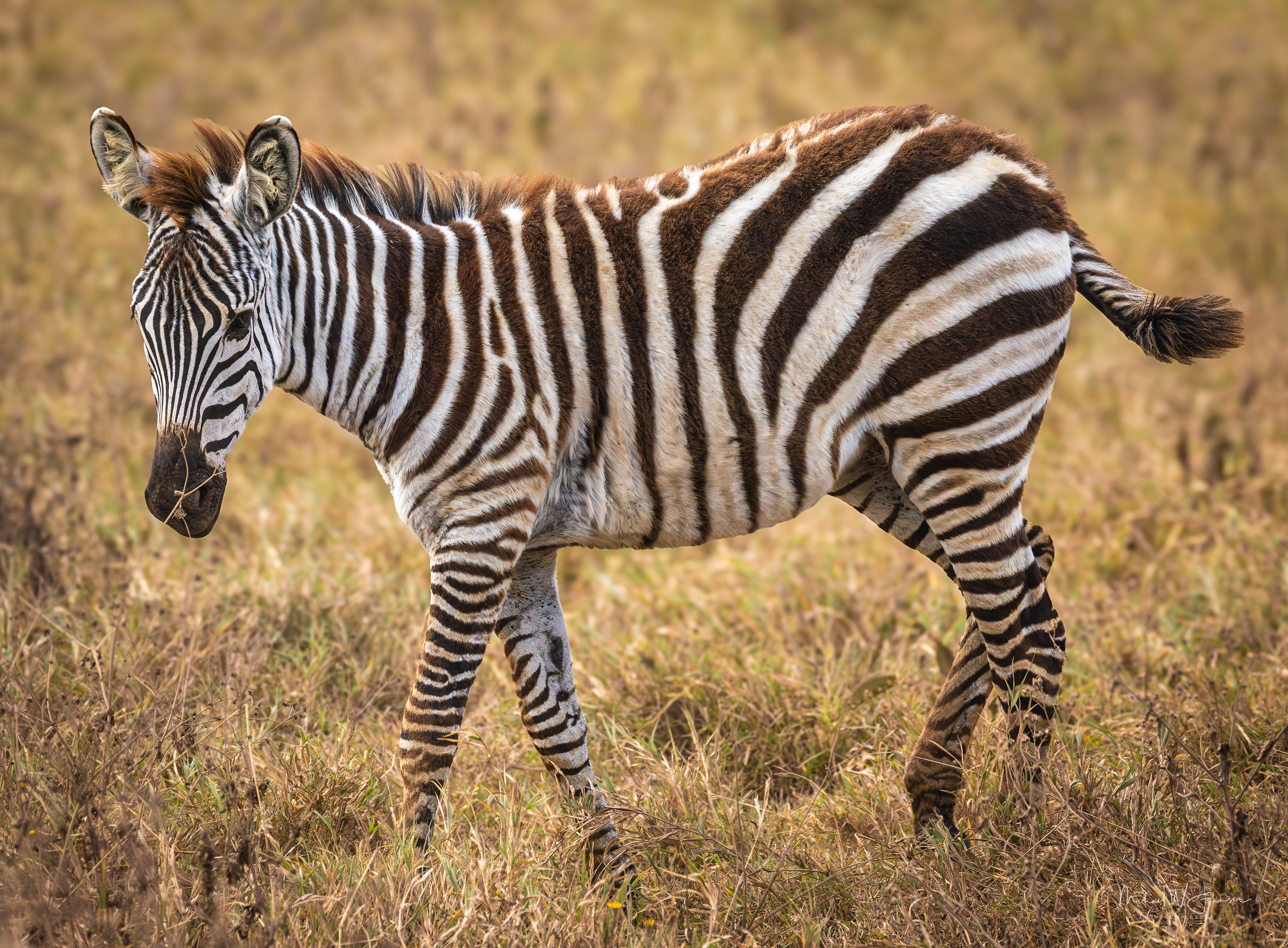 Zebra
