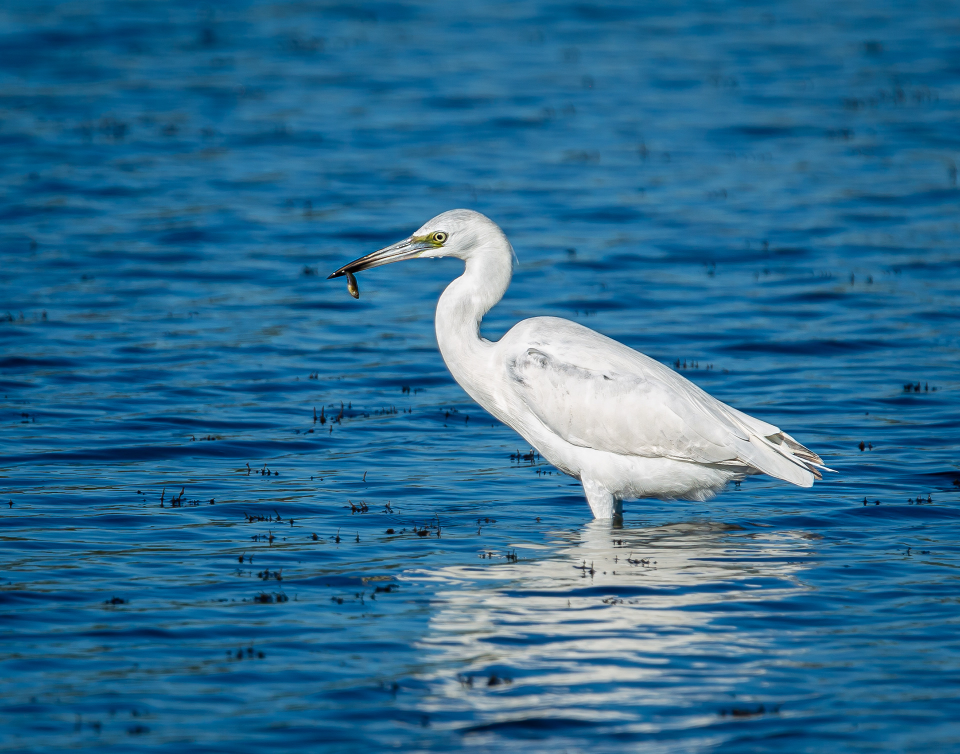 Little Blue Heron