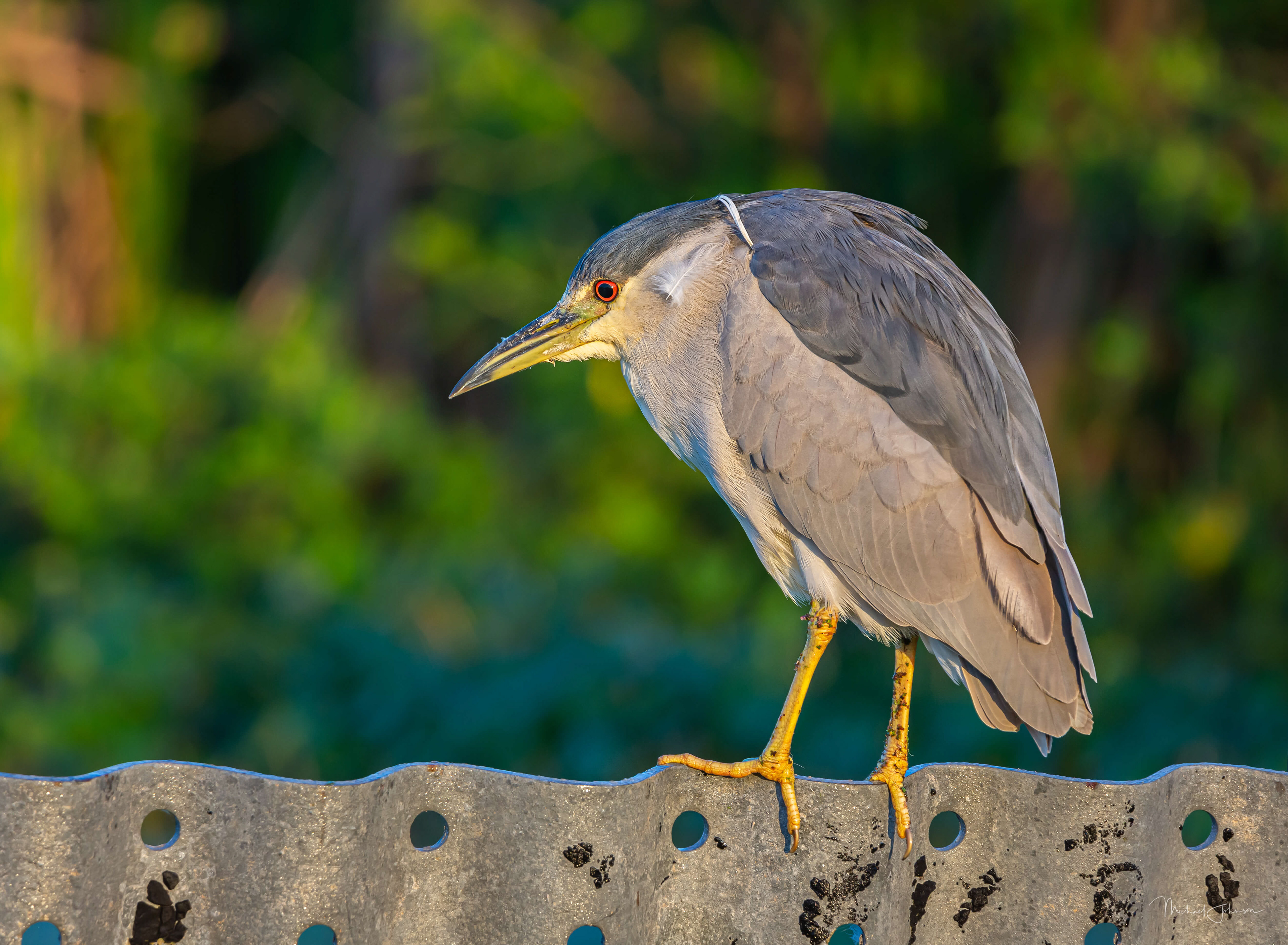 Black-crowned Night Heron