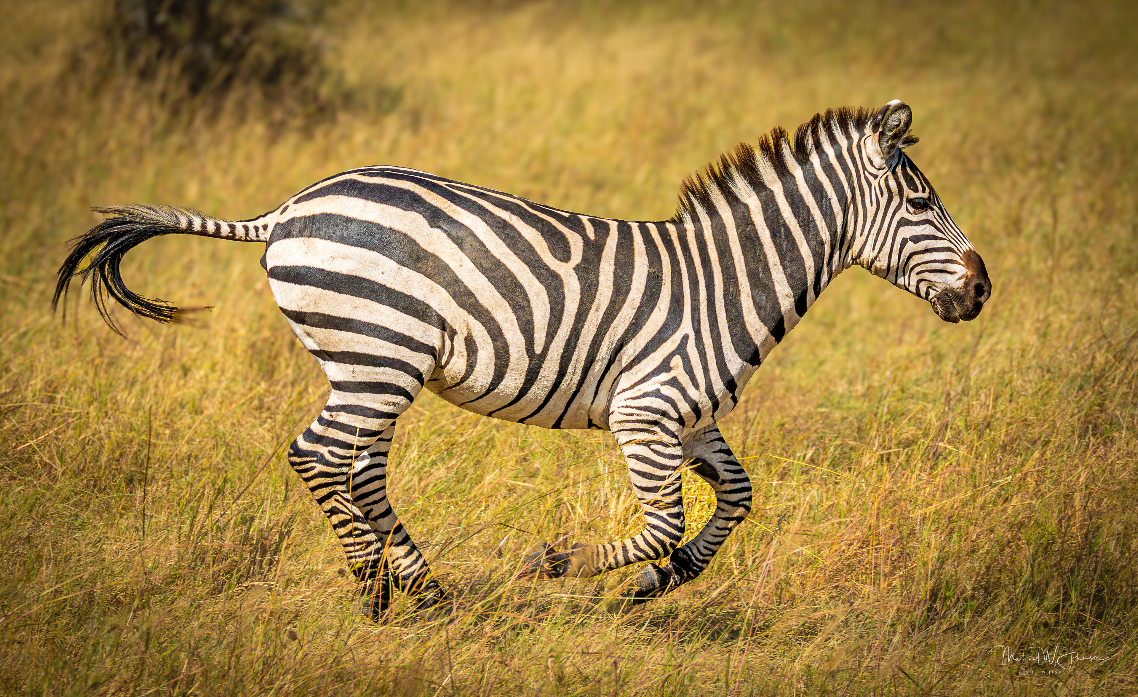 Zebra