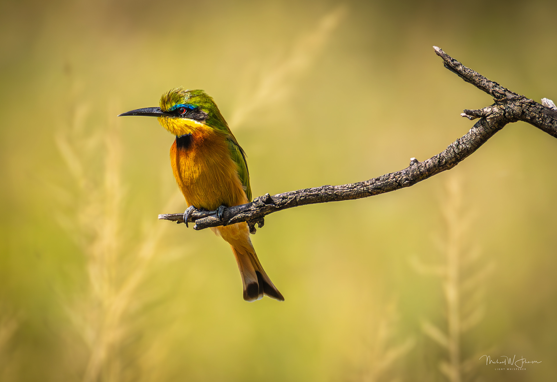 Cinnamon-chested Bee-eater
