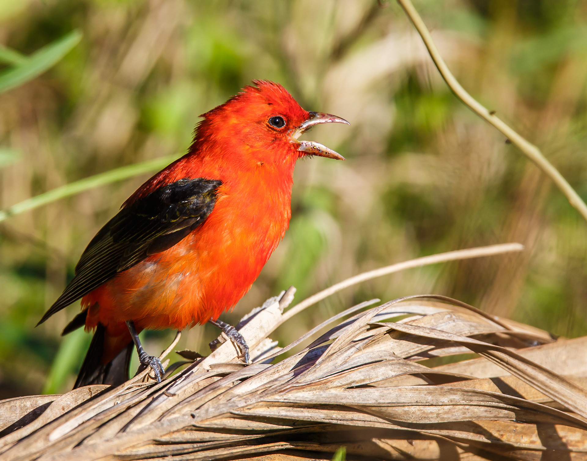 Scarlet Tanager