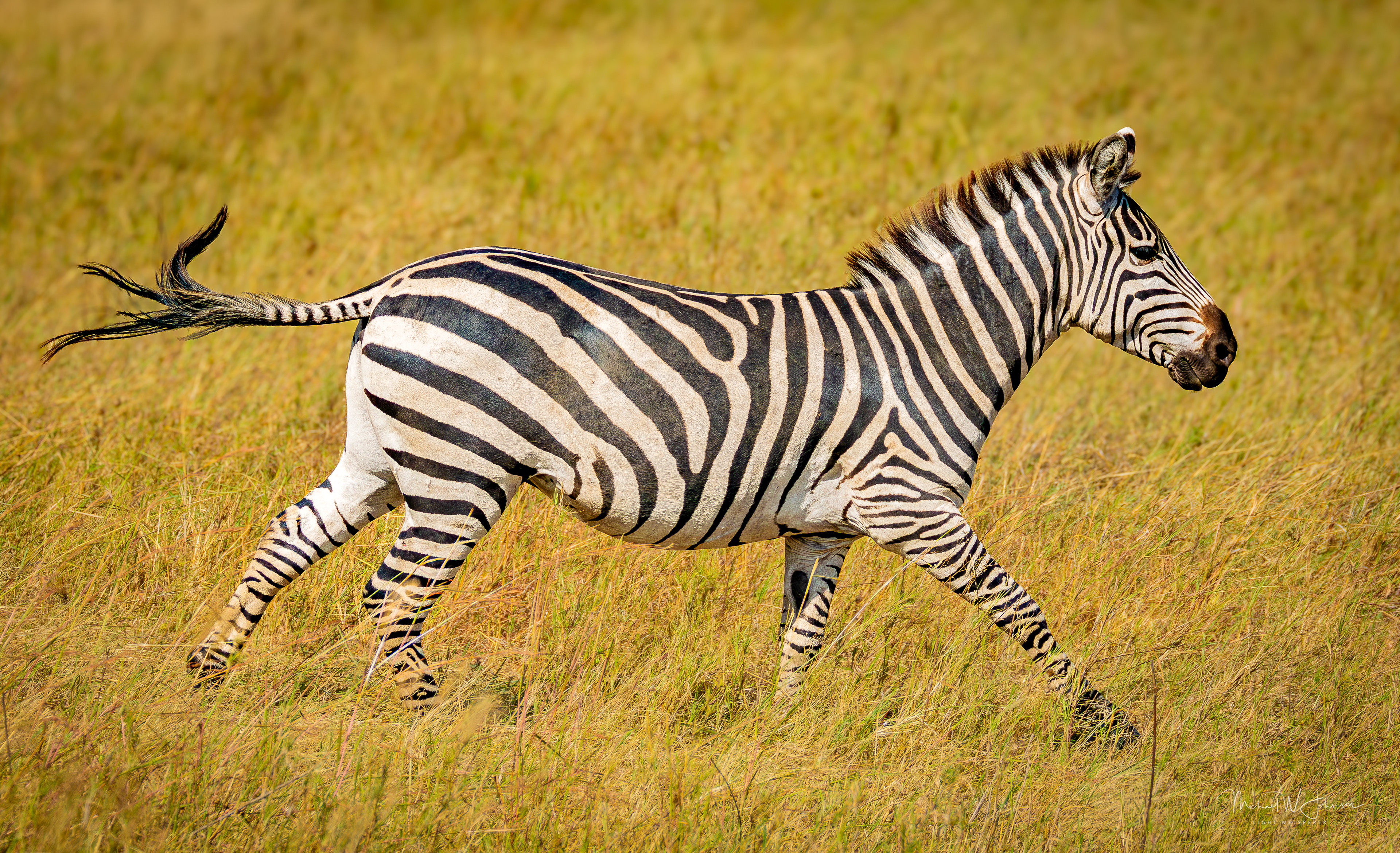 Zebra