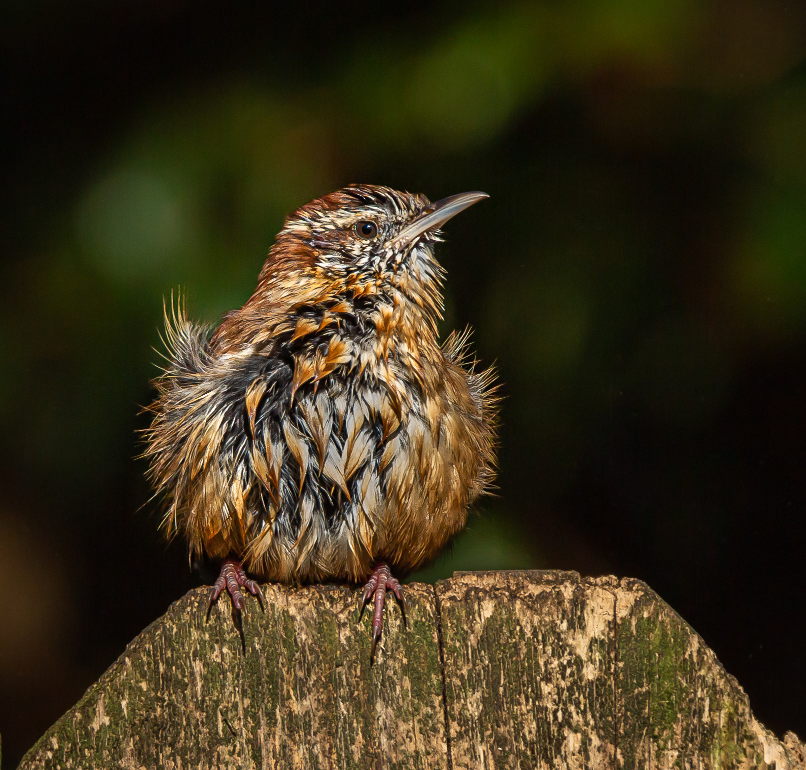 Carolina Wren