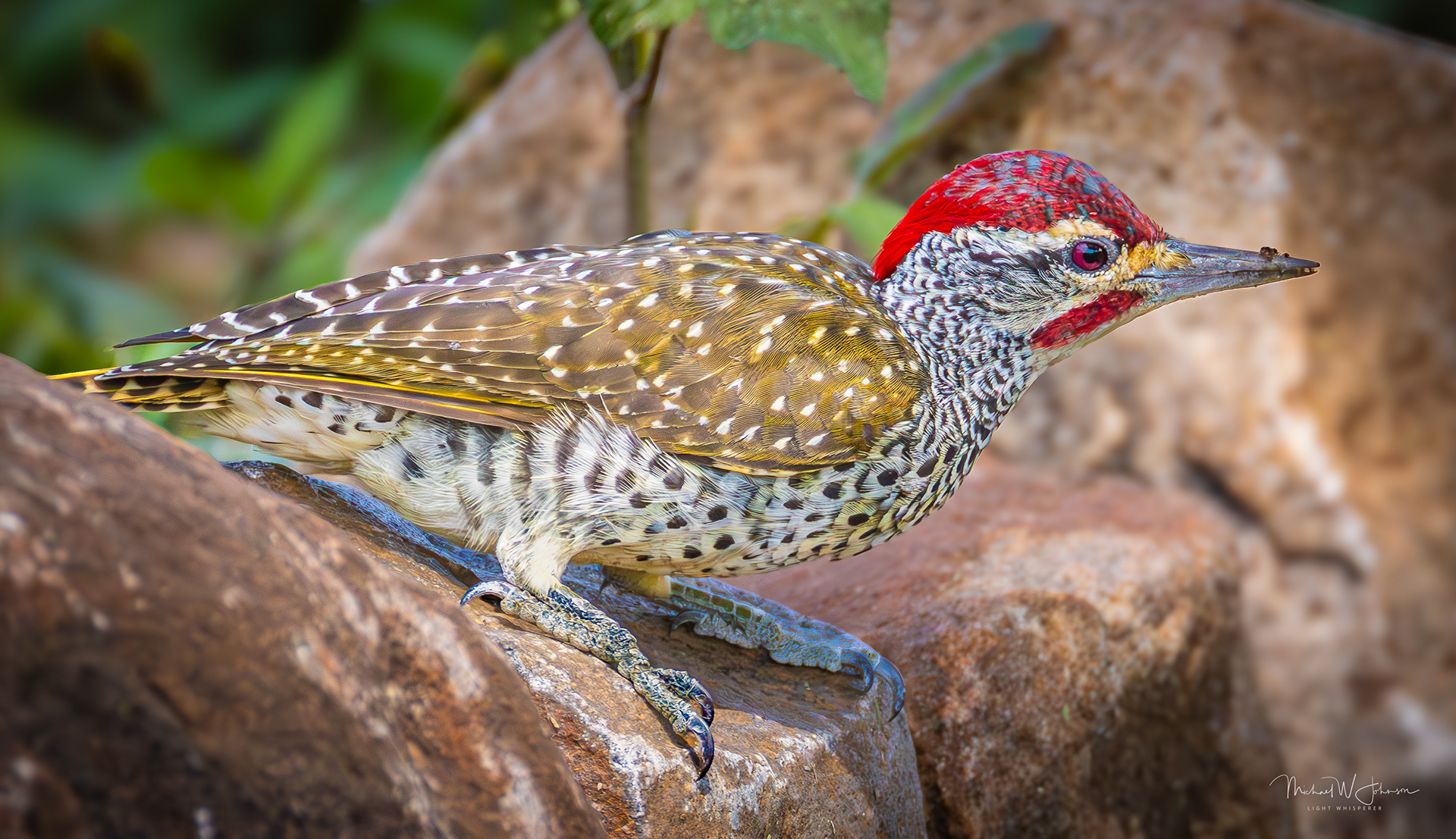 Speckle-throated Woodpecker