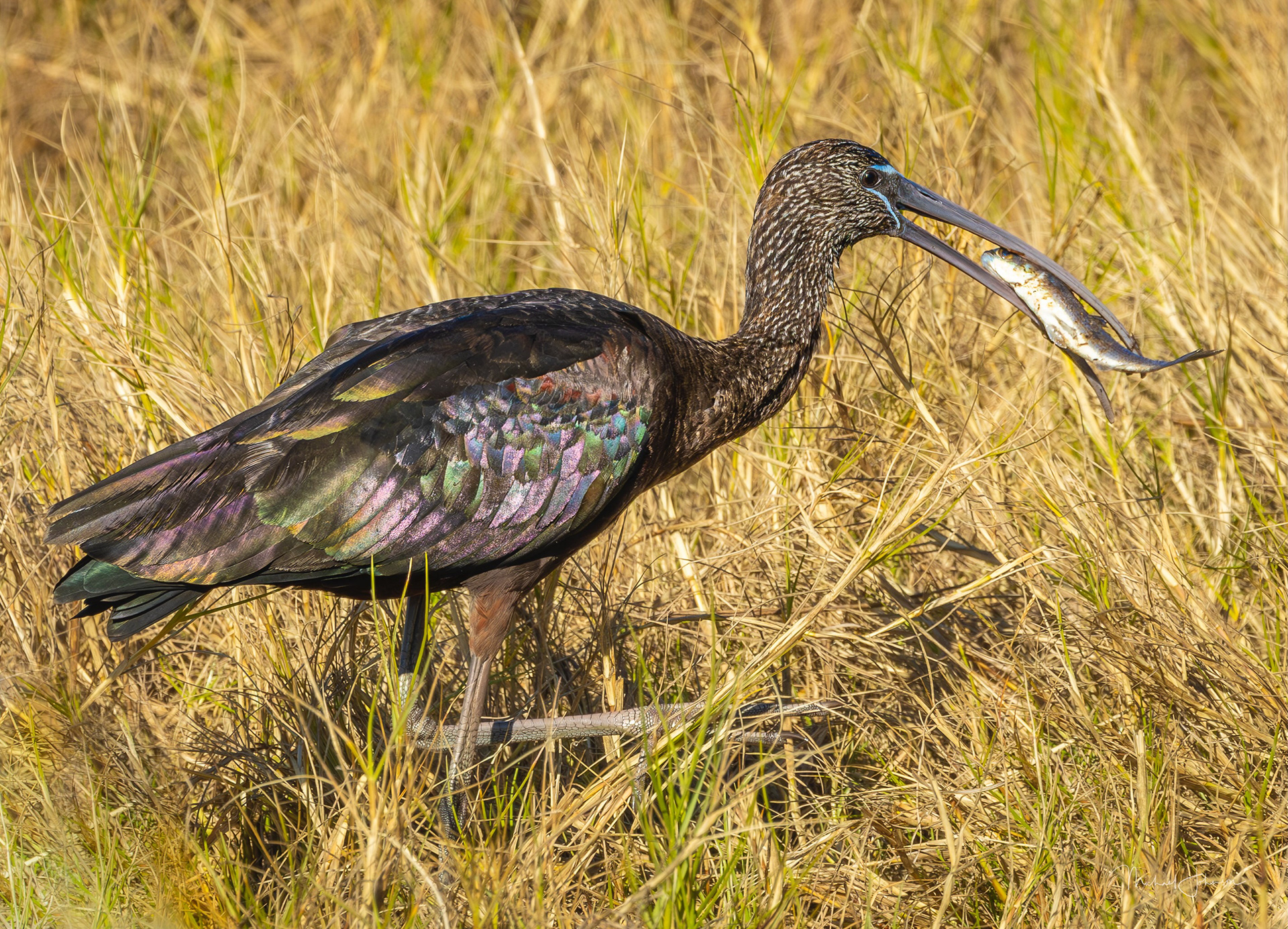 Glossy Ibis