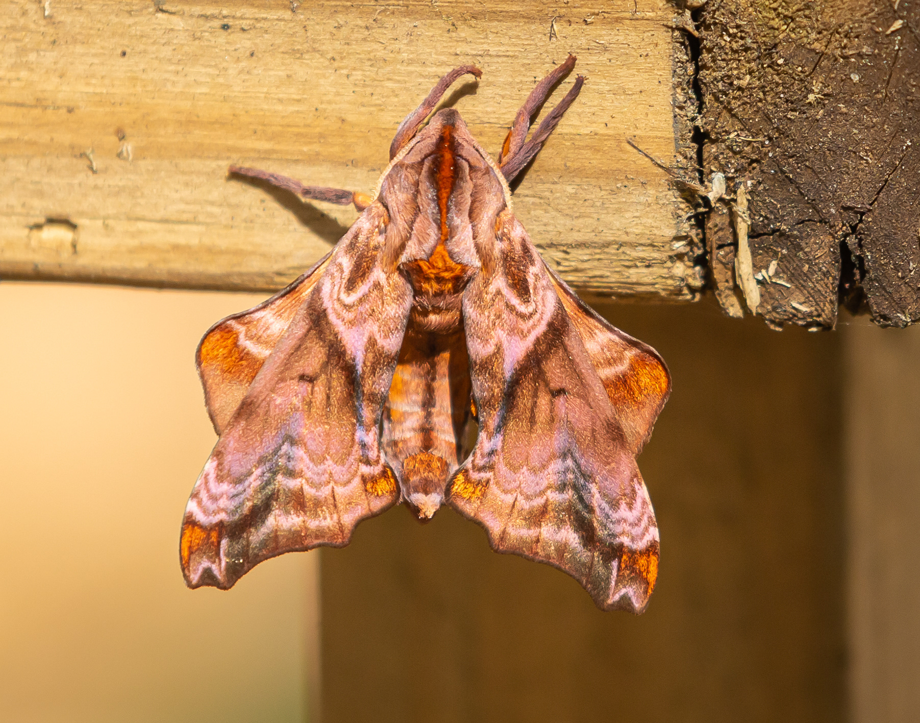 Small-Eyed Sphinx Moth