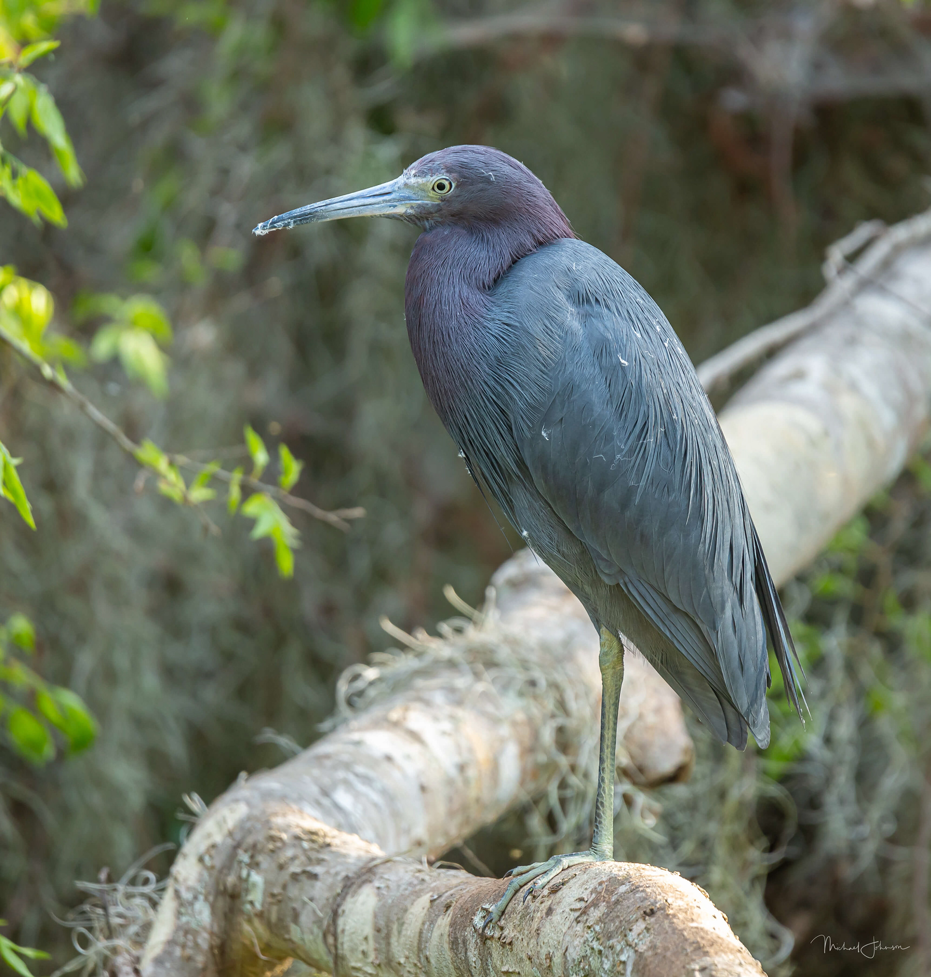 Little Blue Heron