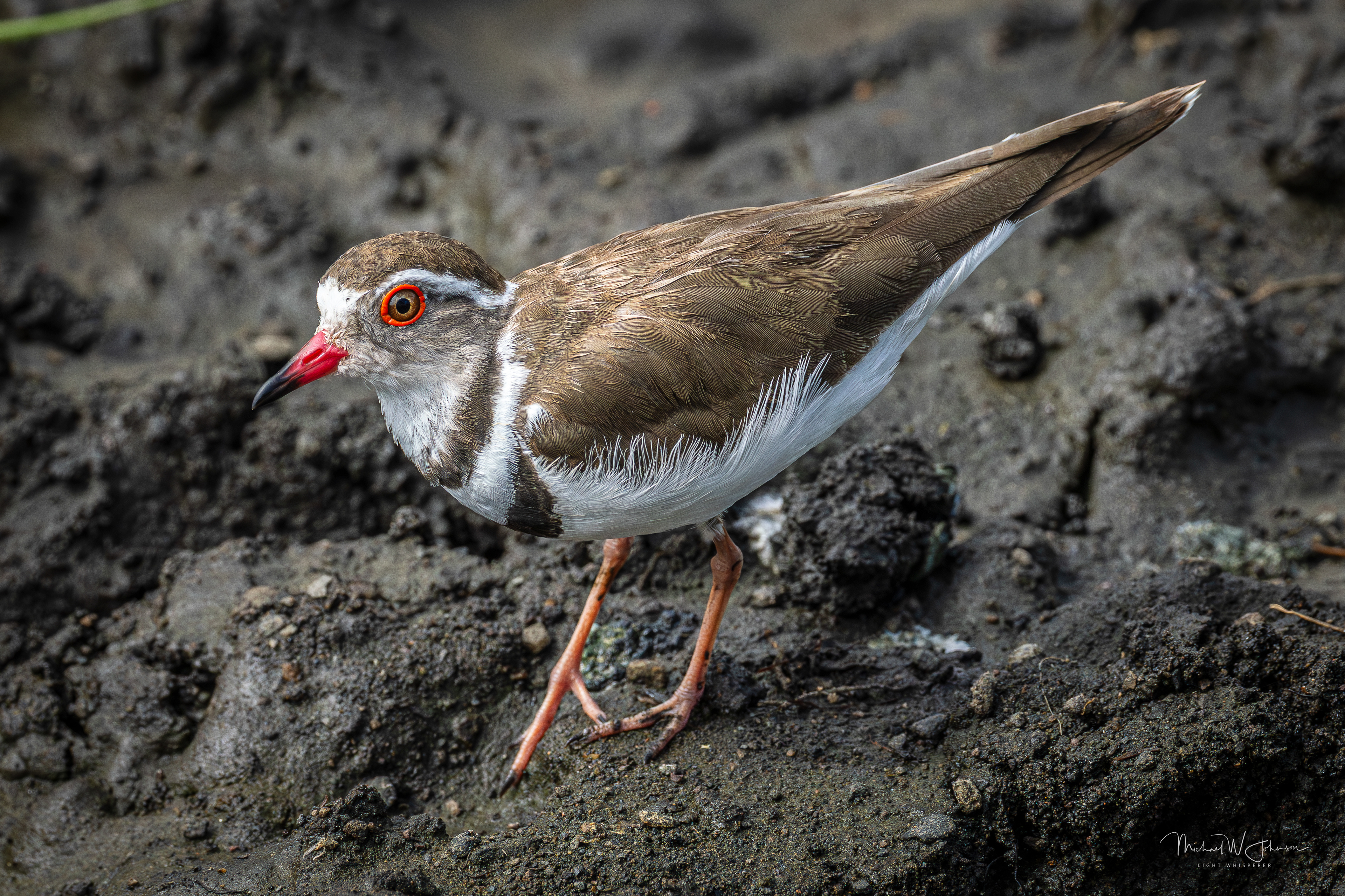 Three-banded Plover