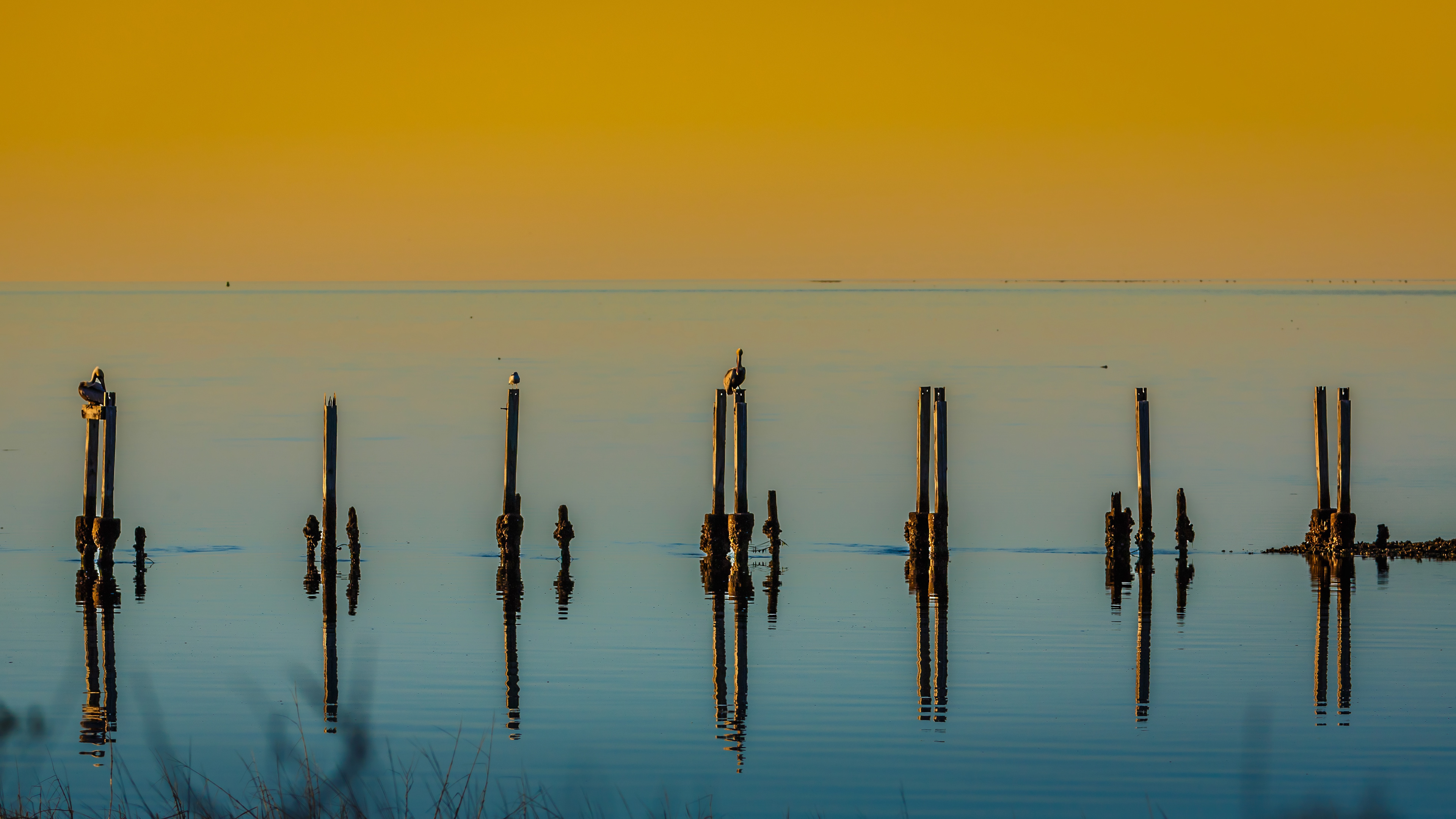 "Best in Show Runner-up"    New Day