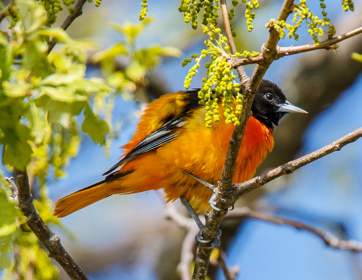 Baltimore Oriole