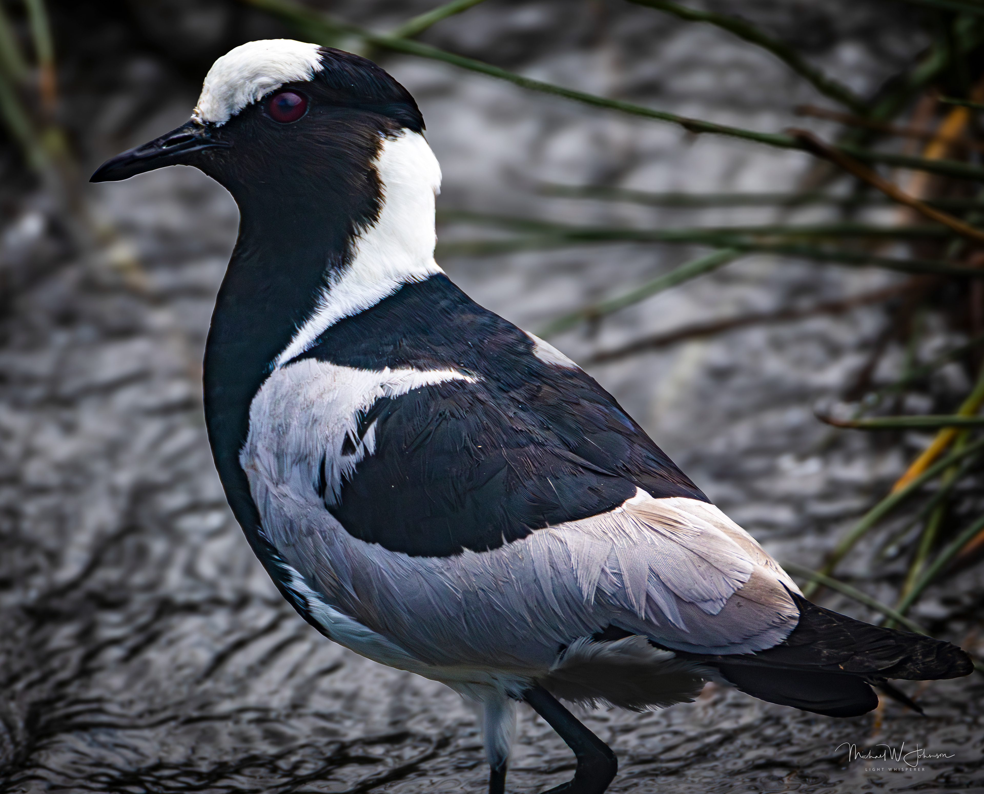 Blacksmith Lapwing