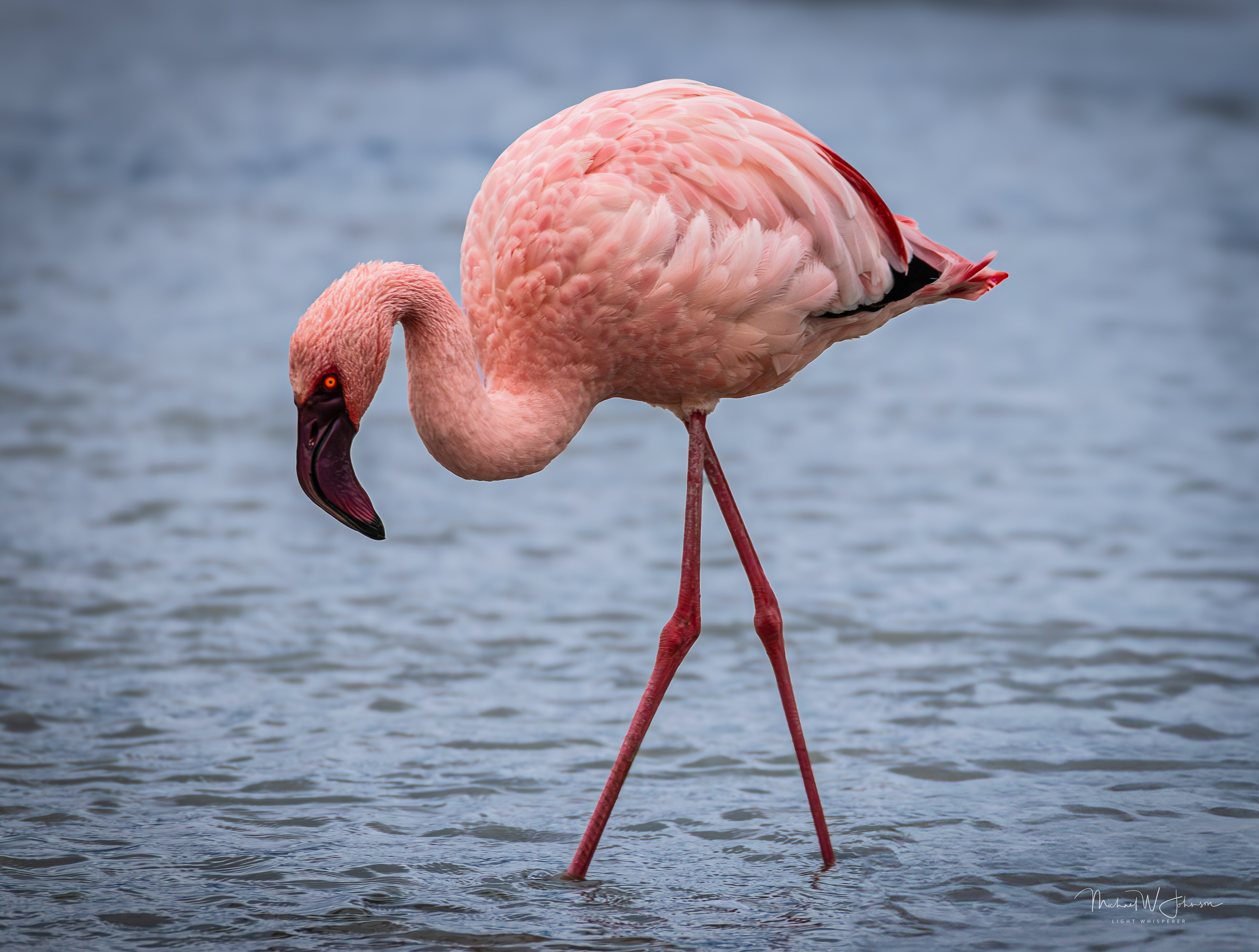 Lesser Flamingo
