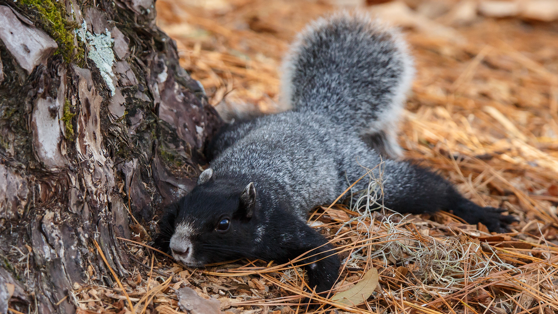Grey Fox Squirrel