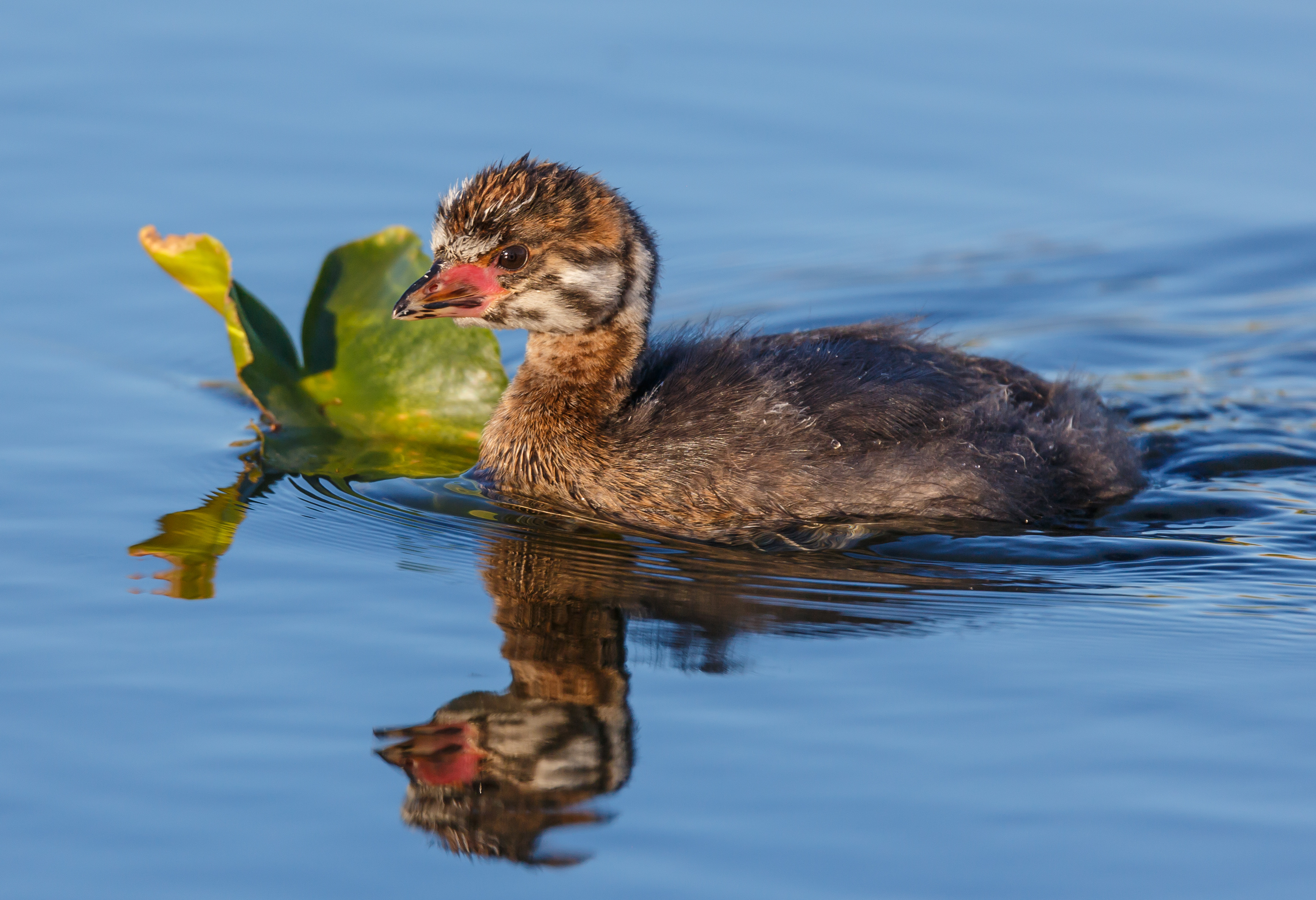 Pied-billed Grebe