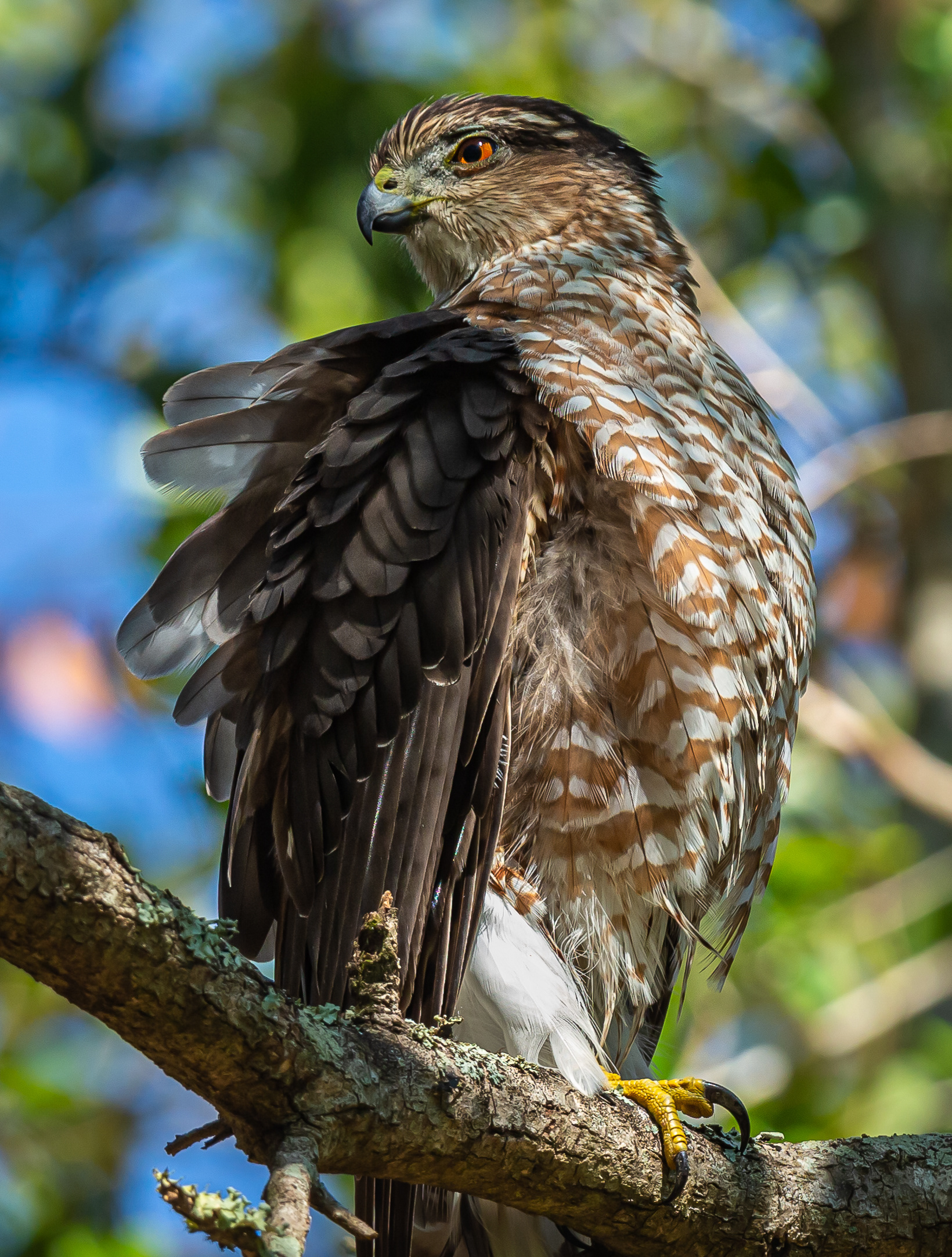 Cooper's Hawk